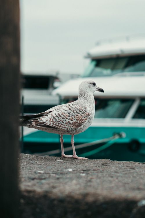 Free Seagull perched by a marina in Istanbul, Türkiye with boats in the background under natural daylight. Stock Photo