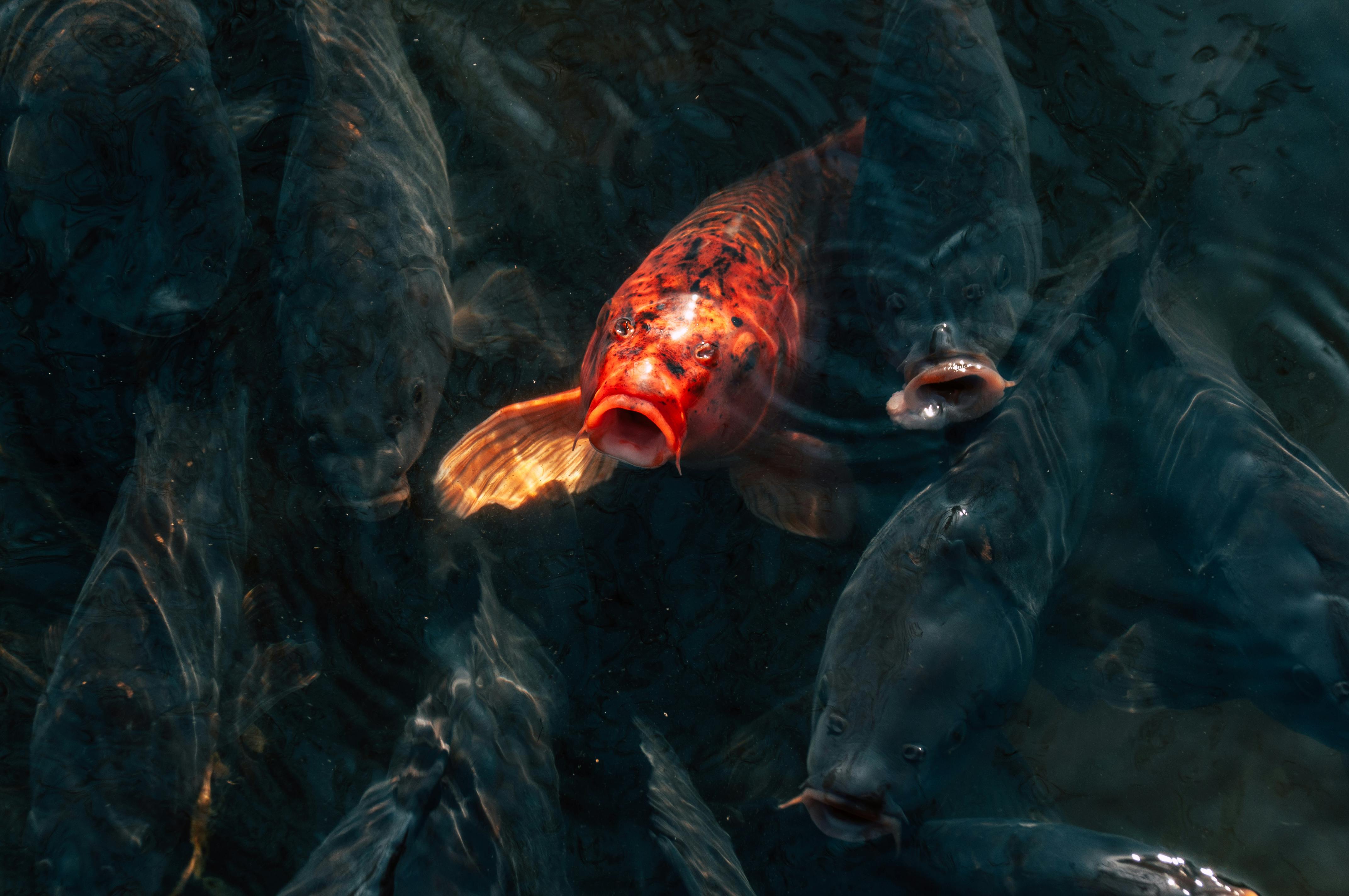 Gratuit Un poisson koi d'un orange éclatant se distingue parmi les koi plus foncés dans un étang serein. Photos