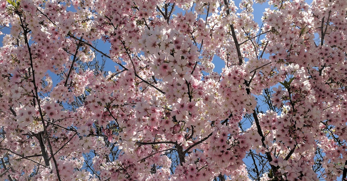 Free stock photo of california, cherry blossom, flowers