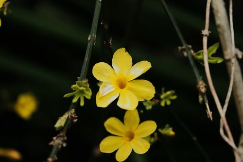 Free Yellow jasmine (Jasminum) flowers with green stems. Vivid spring bloom in natural setting. Stock Photo