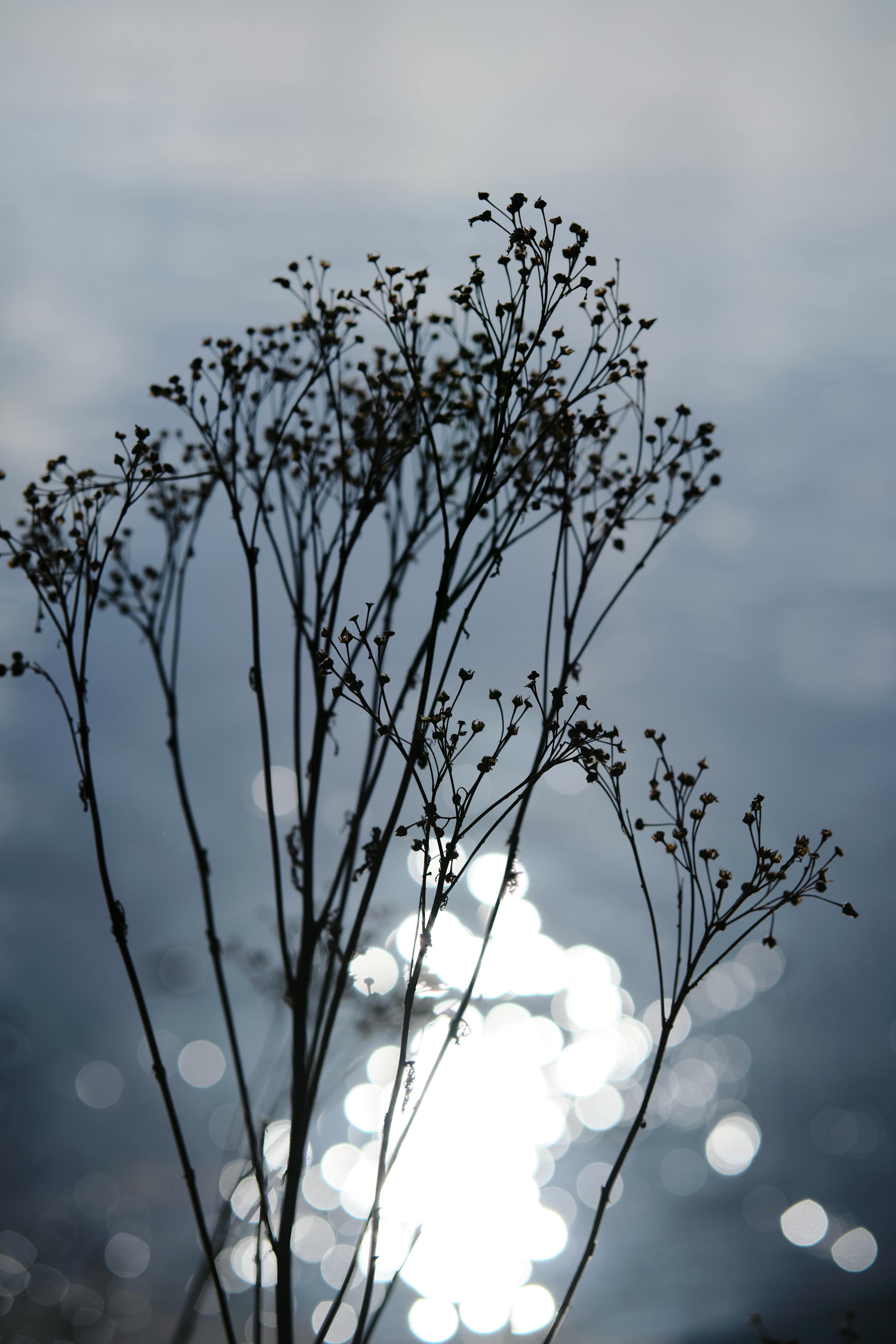 Free Artistic silhouette of wildflowers against a reflective water surface under sunlight. Stock Photo