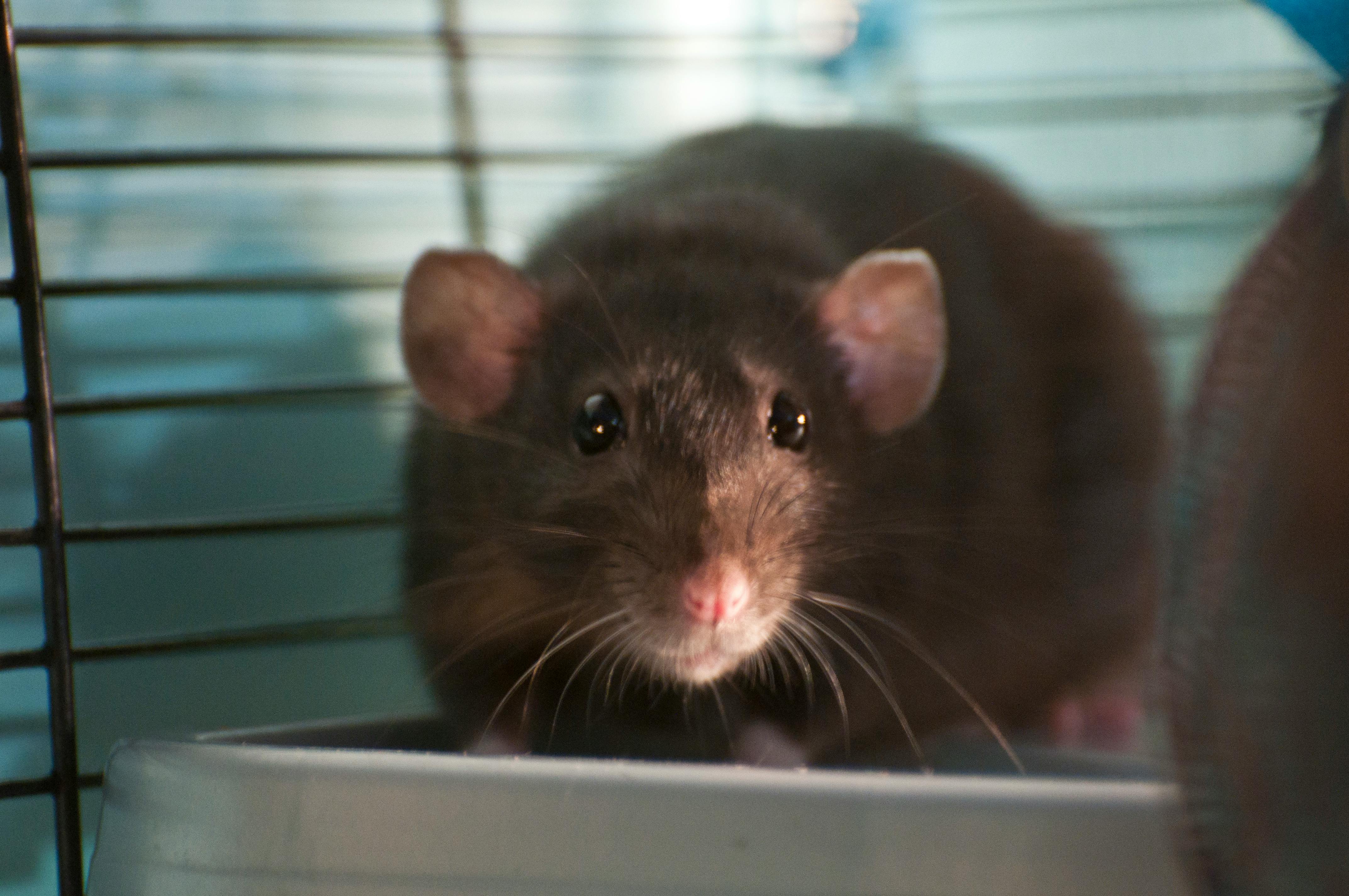 Free stock photo of bolt, nut, nuts and bolts