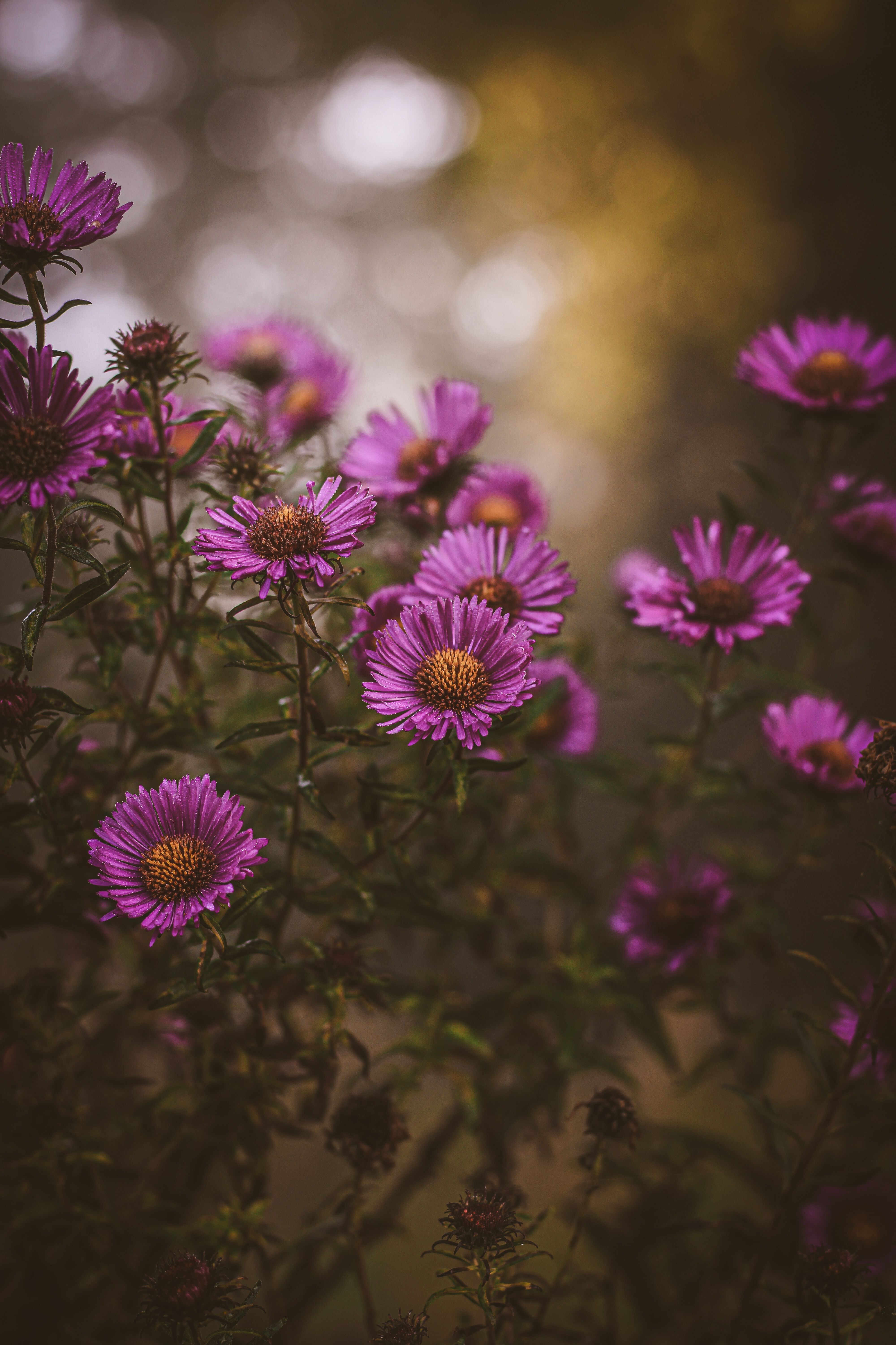 [ColoSach]-close-up-of-colorful-purple-asters-blooming-in-a-sunlit-garden-during-autumn.