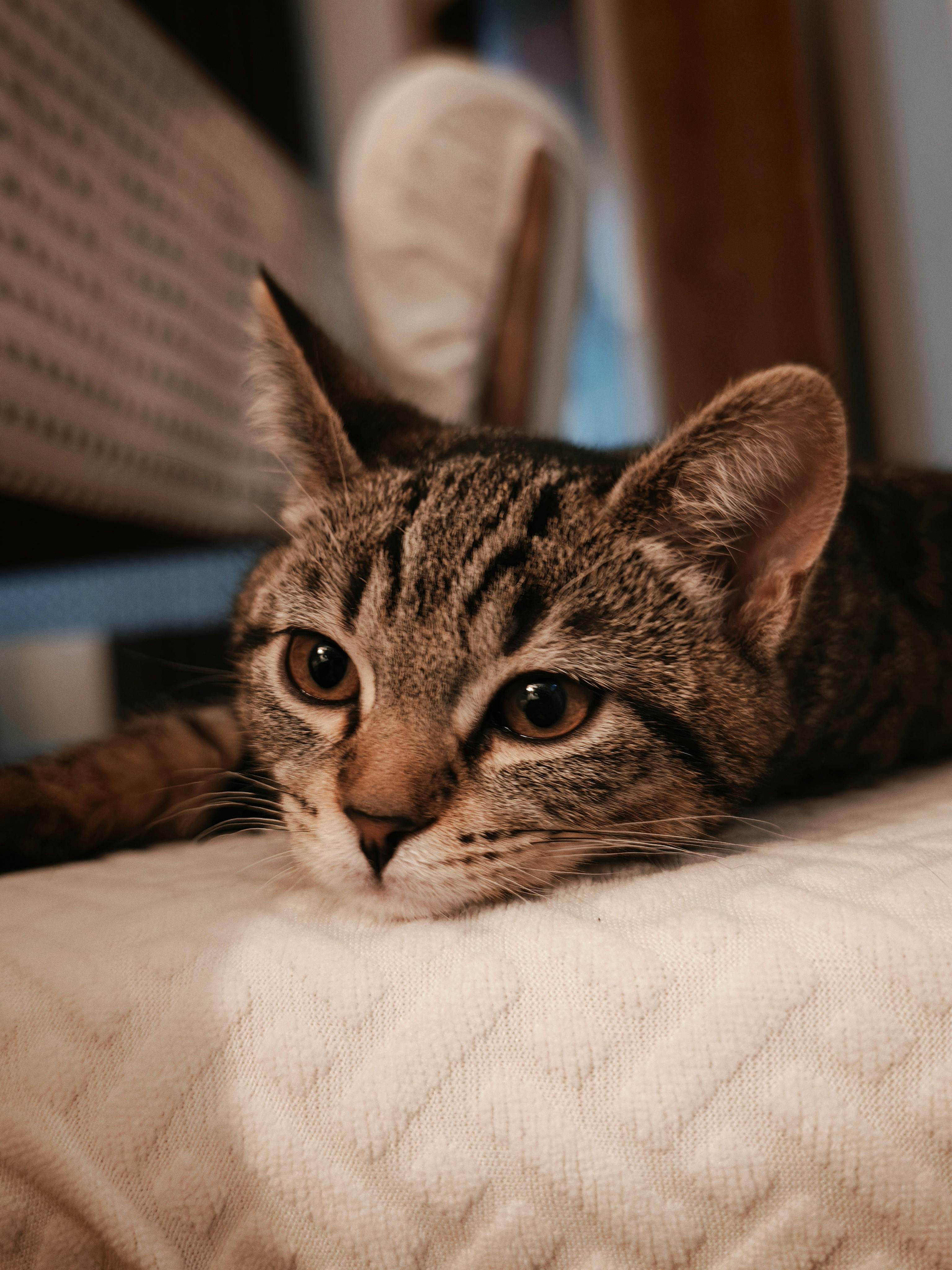 Kostenlos Nahaufnahme einer getigerten Katze, die es sich auf einer weißen Steppdecke bequem gemacht hat und entspannt und ruhig aussieht. Stock-Foto