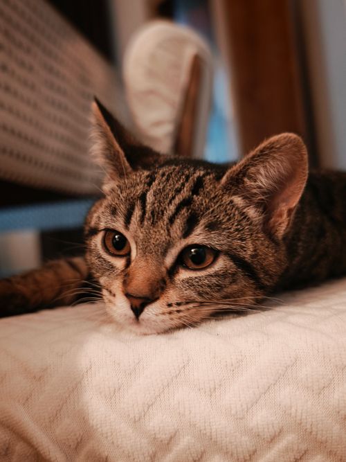 Free A close-up of a tabby cat lying comfortably on a white quilt, looking relaxed and calm. Stock Photo