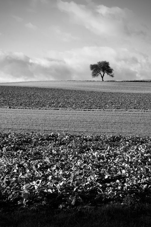 Free A black and white photo of a solitary tree in a serene farmland setting, emphasizing tranquility. Stock Photo