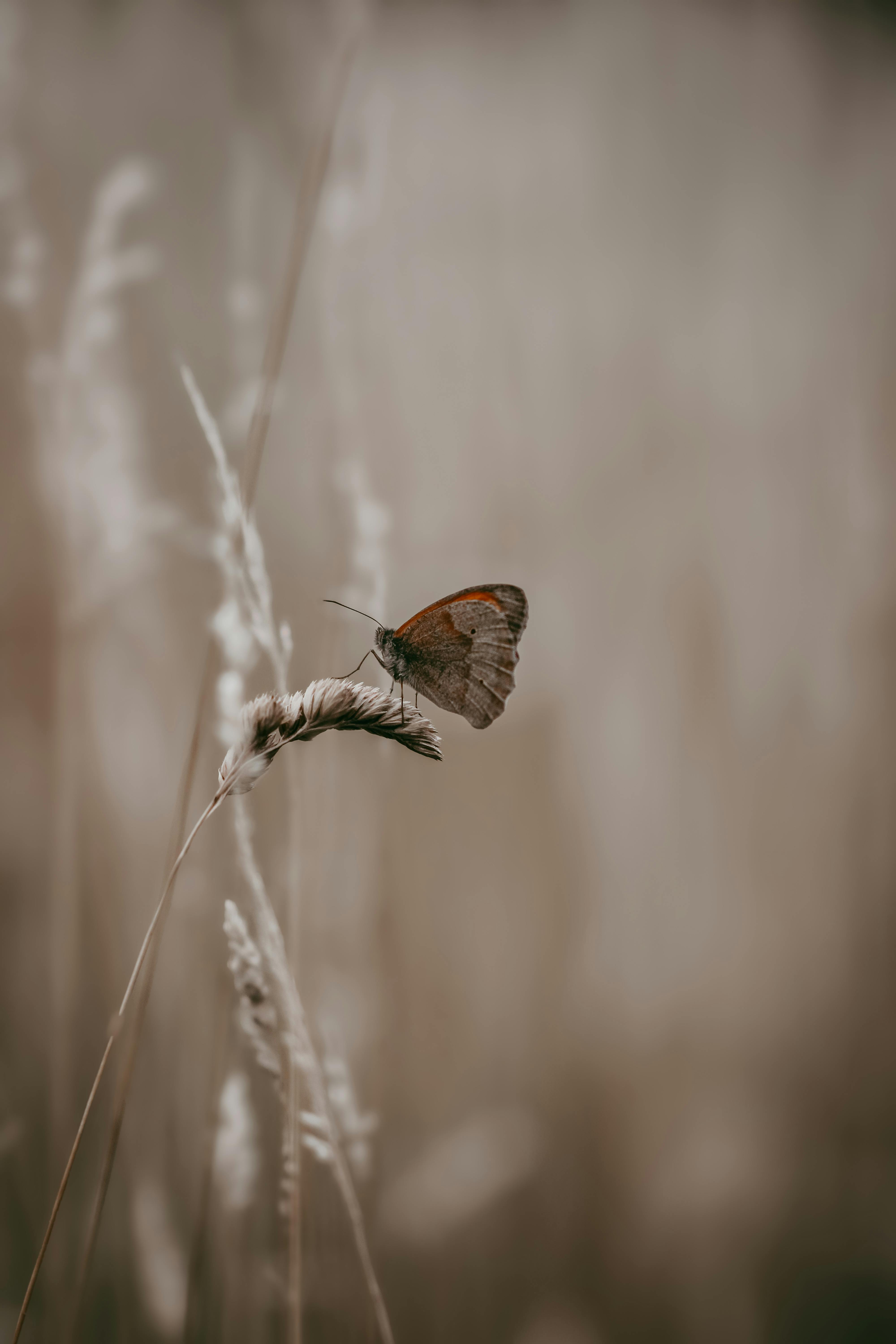 Δωρεάν Μια γαλήνια εικόνα μιας πεταλούδας που αναπαύεται στο γρασίδι με απαλό φόντο, που αποπνέει ηρεμία. Φωτογραφία από στοκ φωτογραφιών