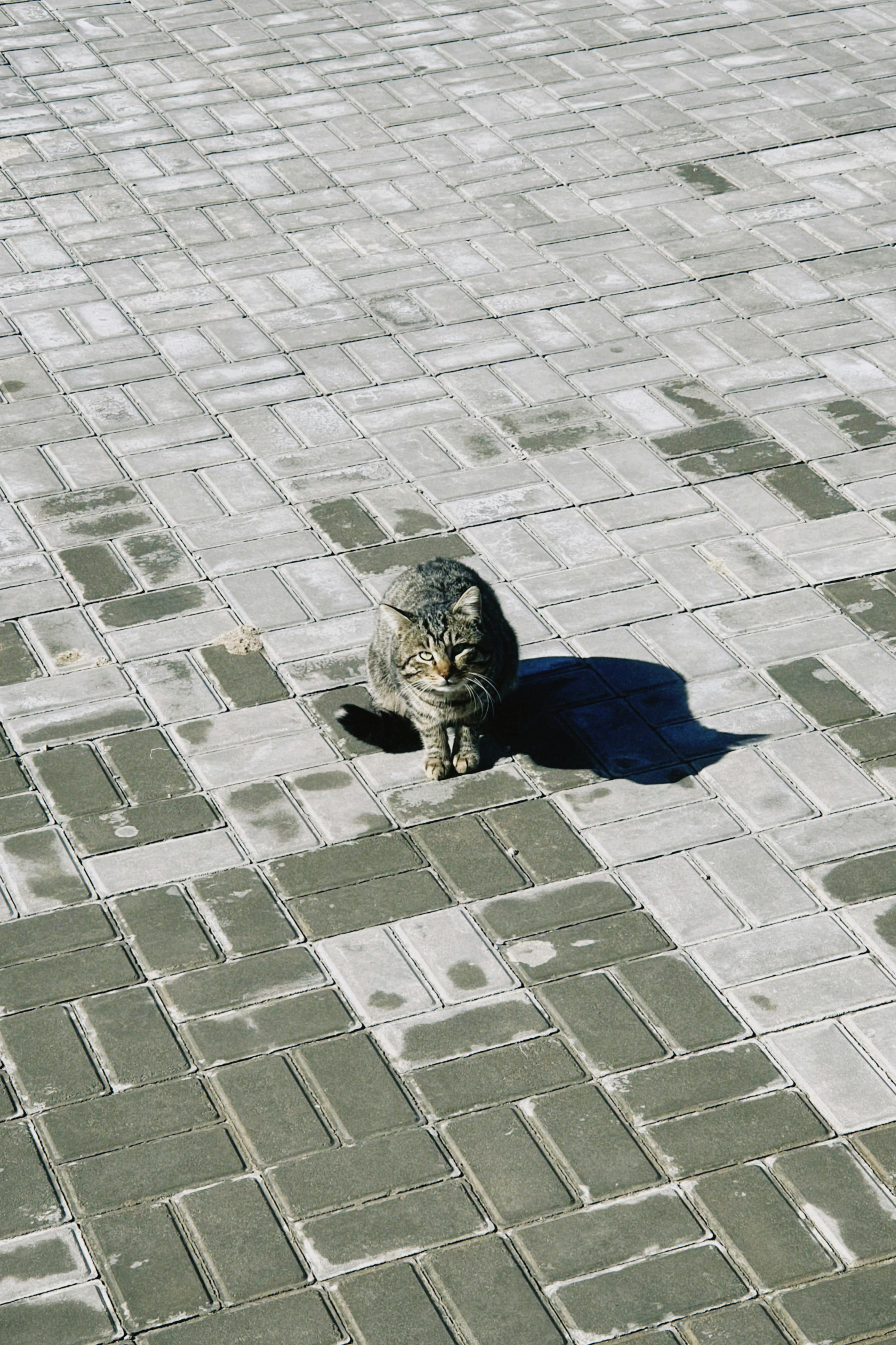 grátis Um gato solitário está sentado em uma calçada de concreto iluminada pelo sol no Cazaquistão, projetando uma sombra. Foto profissional