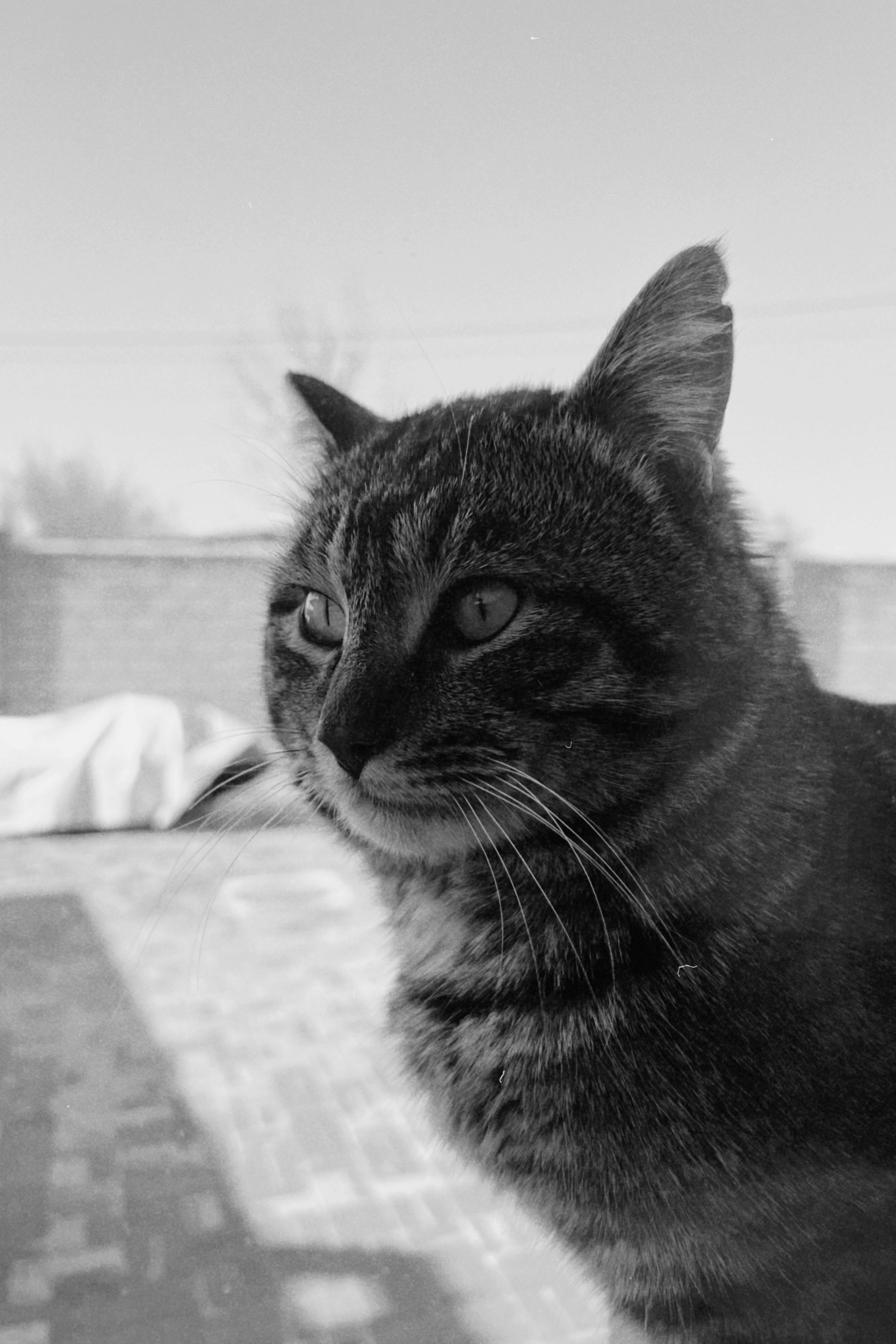 Ücretsiz Yakın plan siyah beyaz kedi portresi, kedinin sakin ifadesini ve doğal güzelliğini sergiliyor. Stok Fotoğraflar