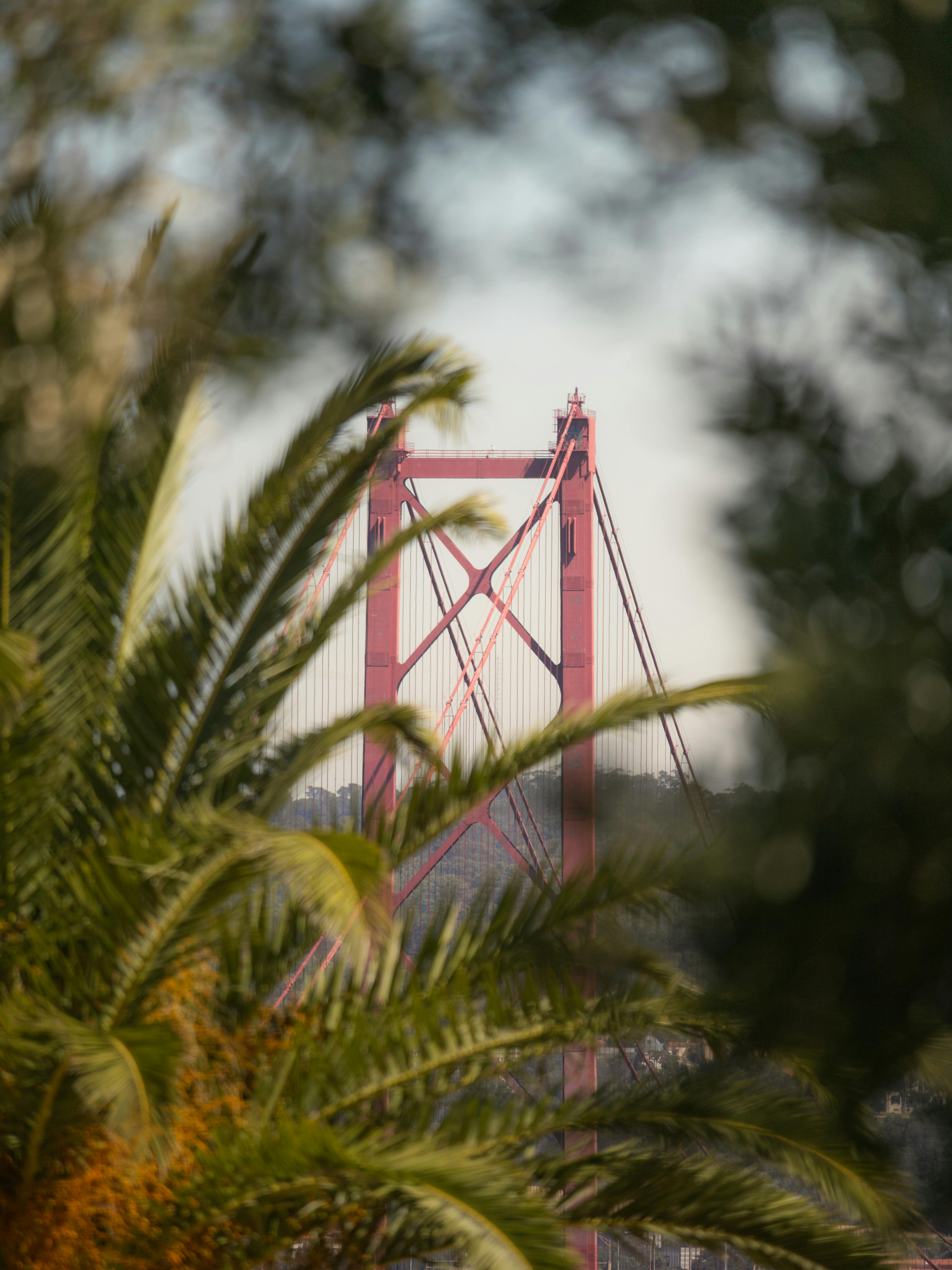 Gratis Vista del Ponte 25 de Abril attraverso le foglie di palma a Lisbona, Portogallo. Una scena affascinante e serena. Foto a disposizione