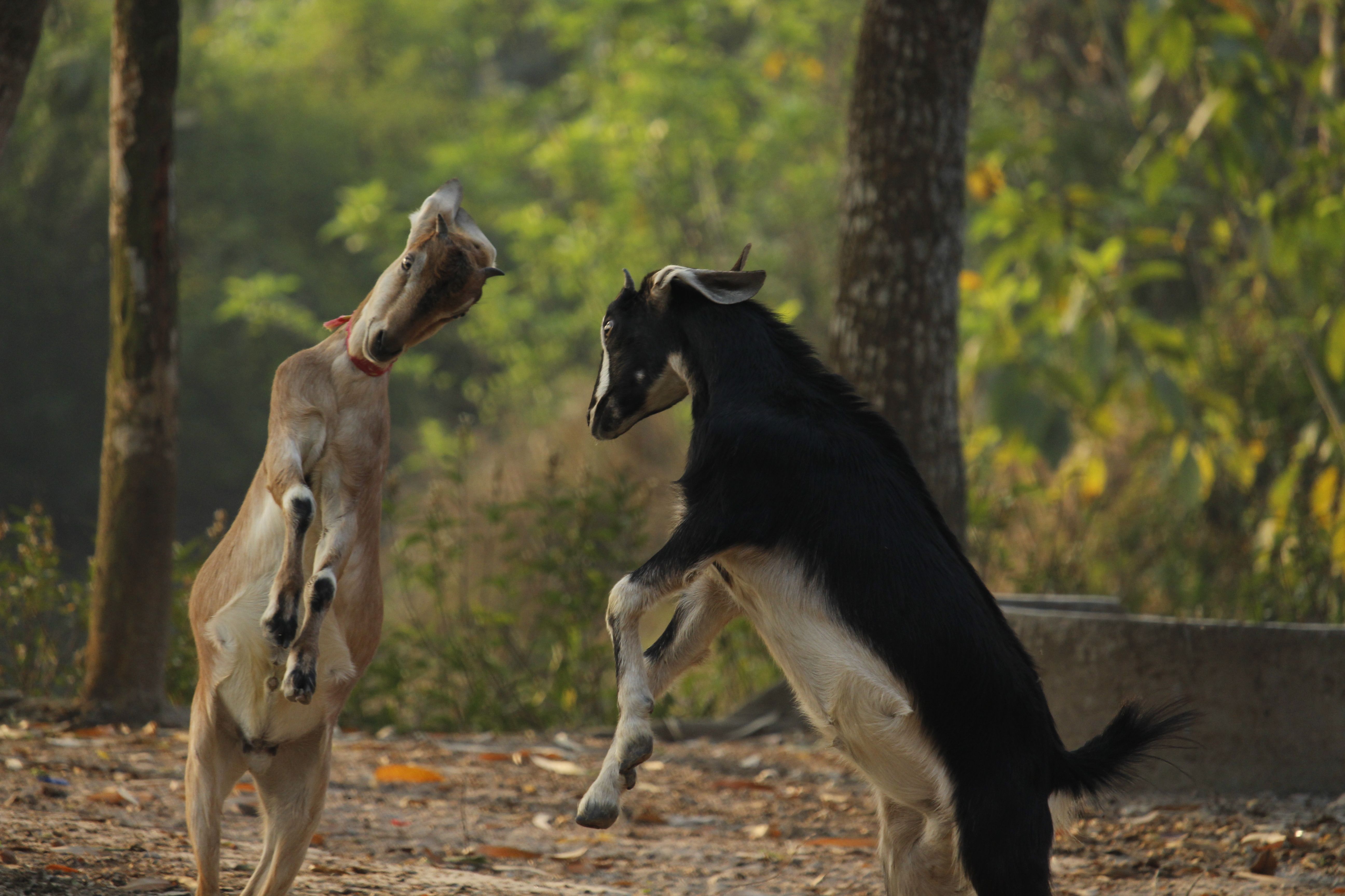 Playful Goats Sparring Outdoors in Forest · Free Stock Photo