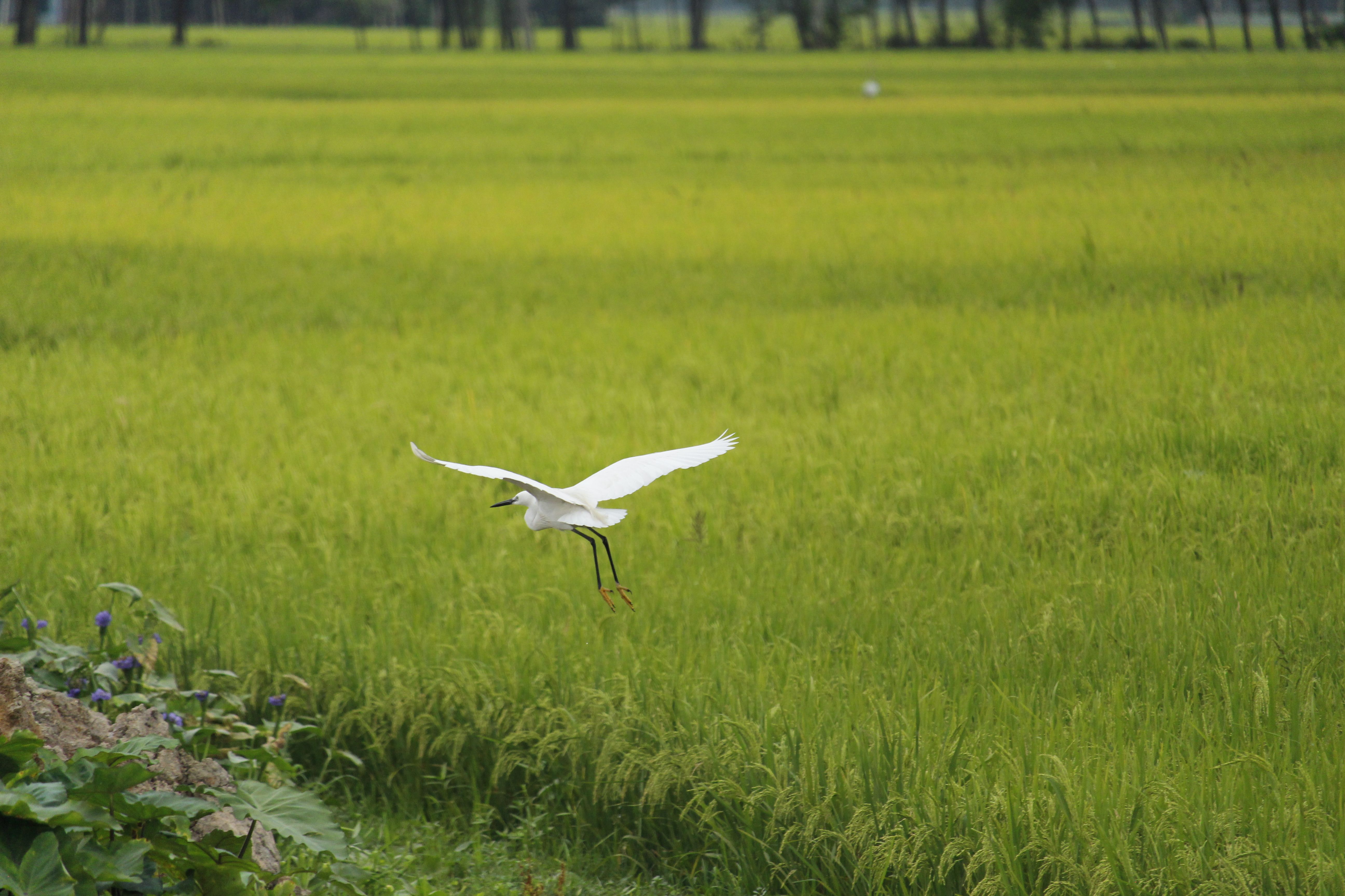A beautiful white egret in flight over a vibrant green field, showcasing nature's serenity.