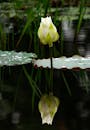 Elegant Lotus Blossom Reflecting in Water