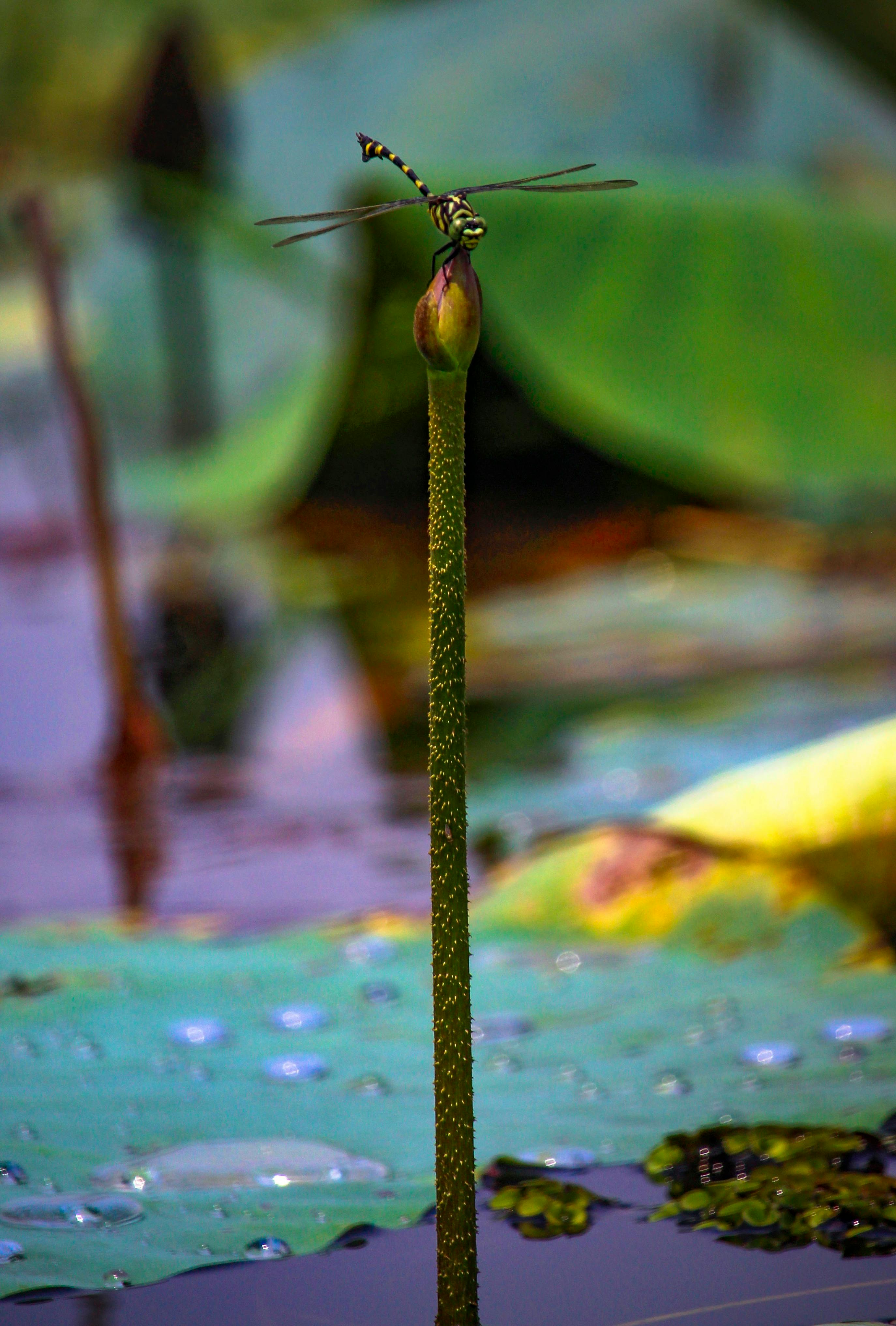 Gratis Immagine gratuita di a riposo, acqua, acquatico Foto a disposizione