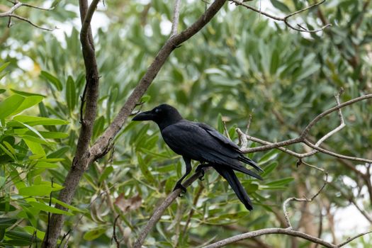 crow photo