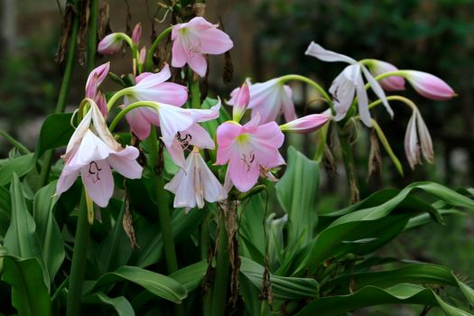 Vibrant pink Crinum lily flowers in full bloom among lush green leaves in a spring garden setting.