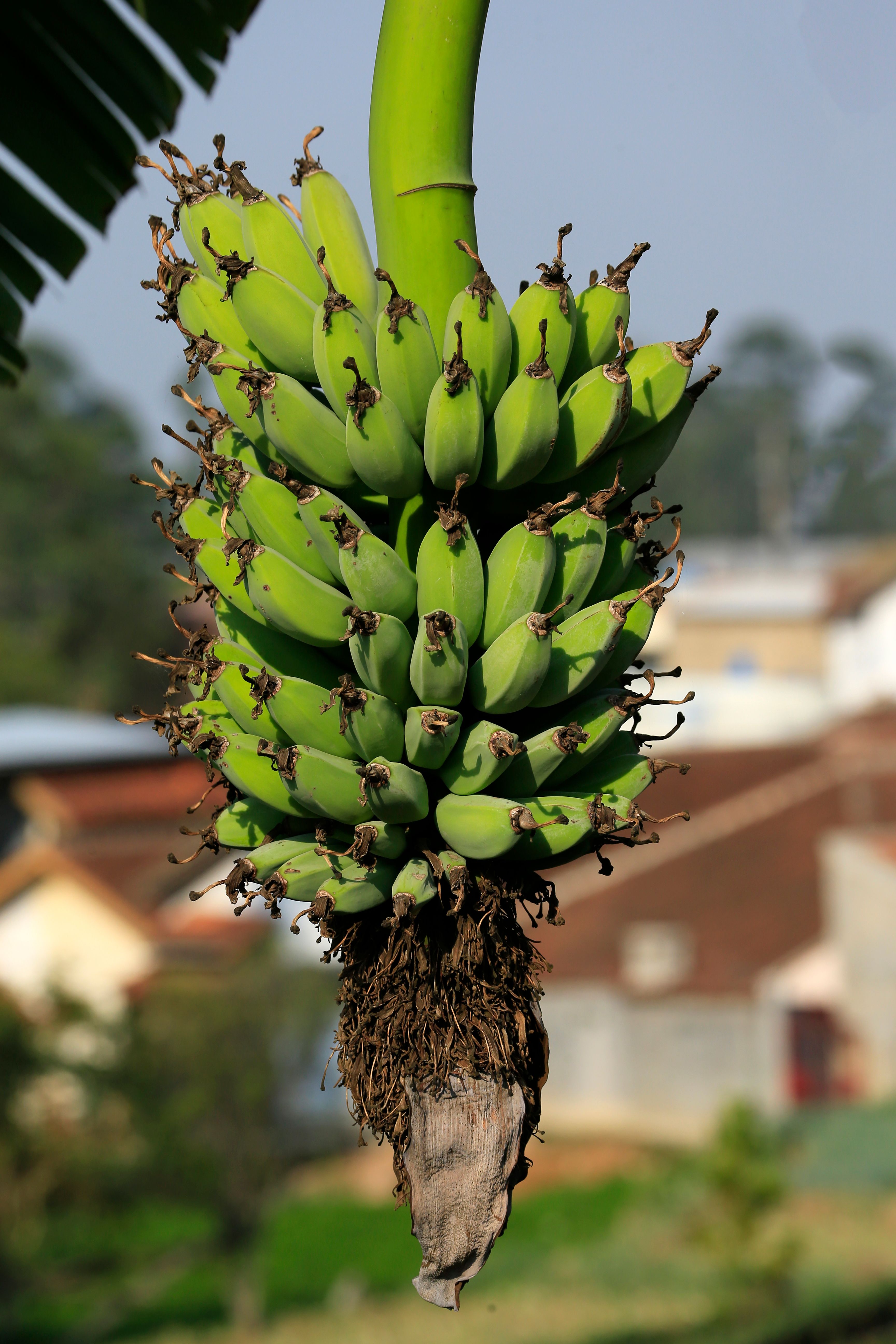 Un Racimo De Plátanos Verdes Colgando De Un árbol. · Foto de stock gratuita