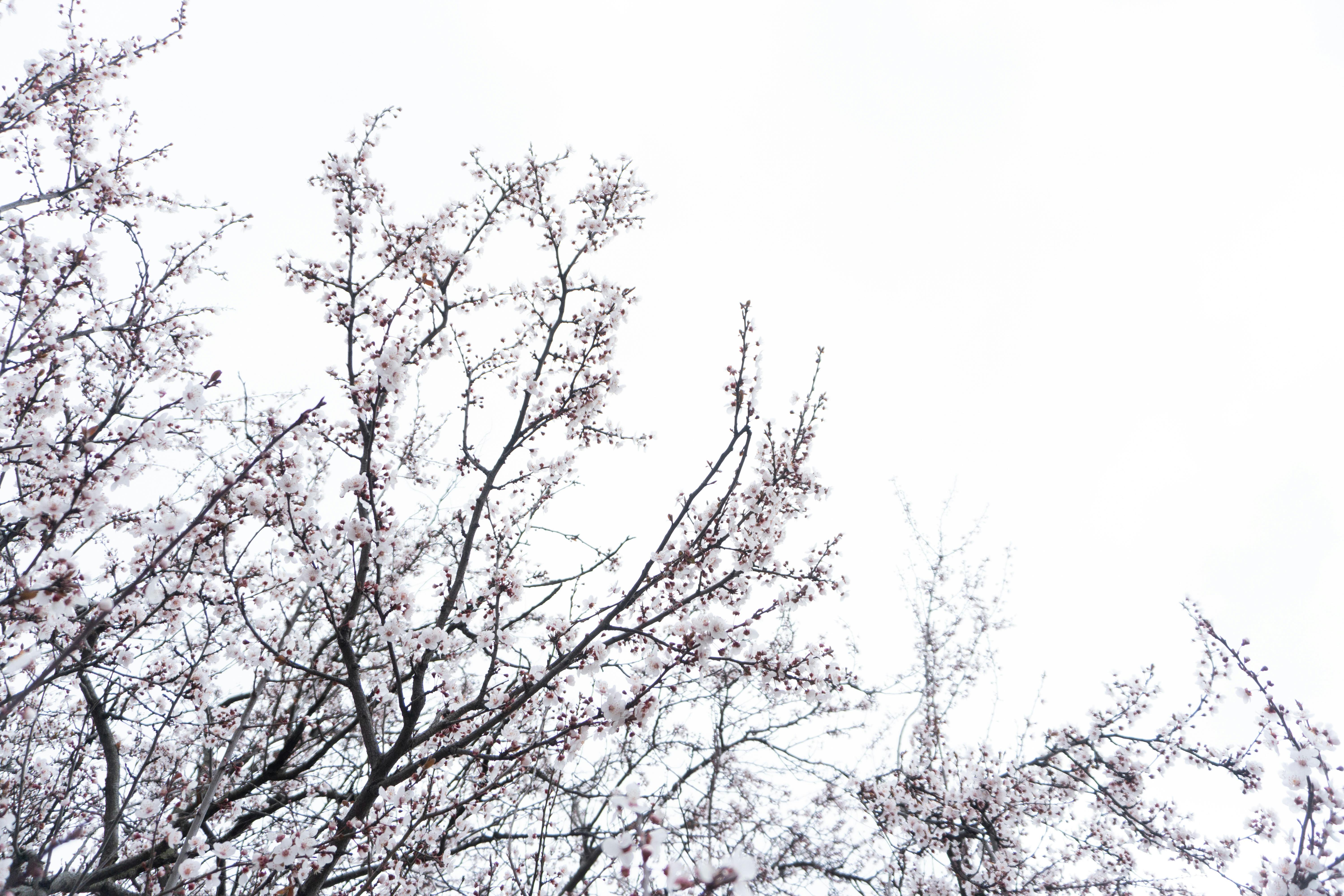 Ücretsiz beautiful, flower, kiraz çiçeği içeren Ücretsiz stok fotoğraf Stok Fotoğraflar