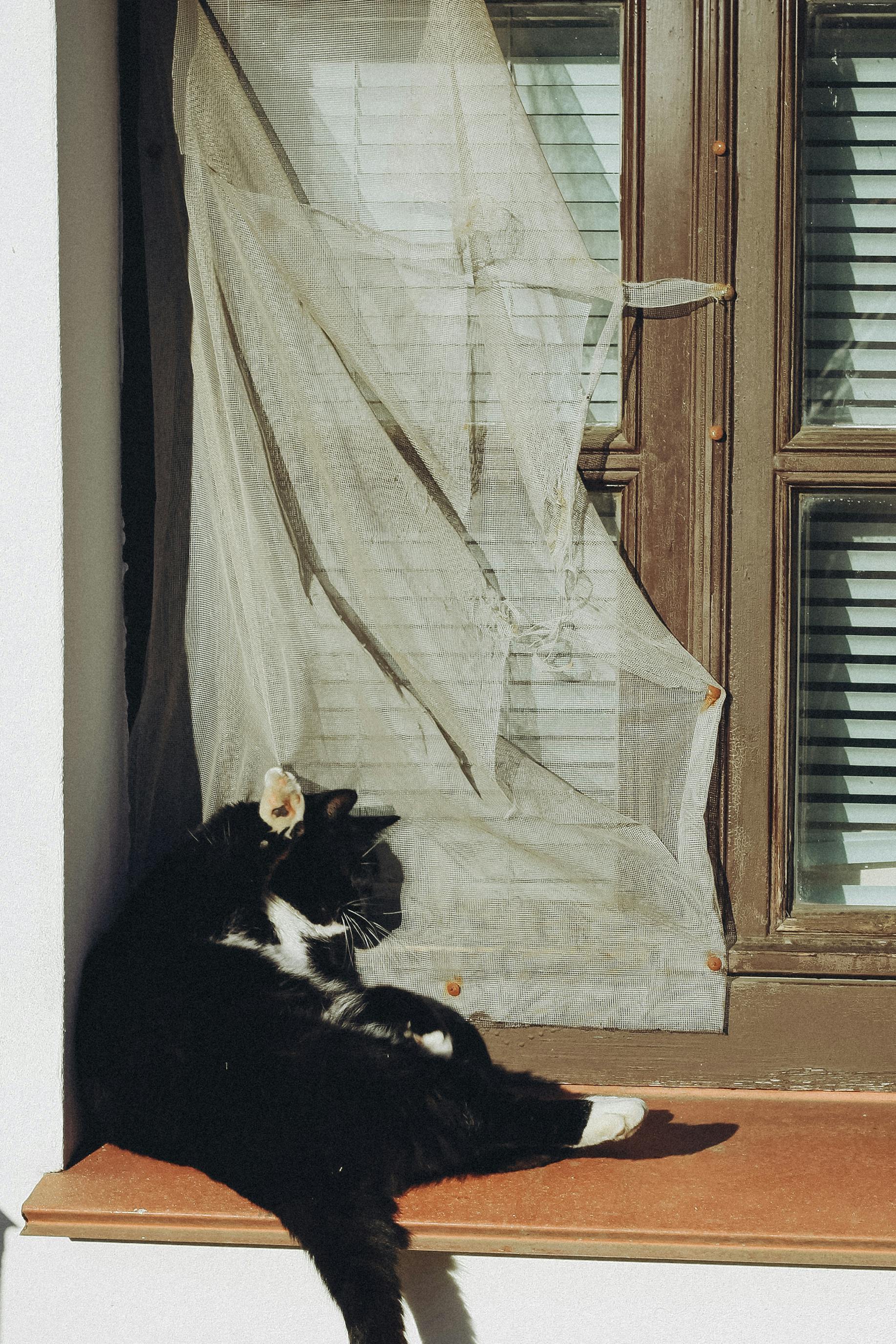 Kostenlos Eine schwarz-weiße Katze entspannt sich an einem sonnigen Fenster, während ein dünner Vorhang sanft im Wind weht. Stock-Foto