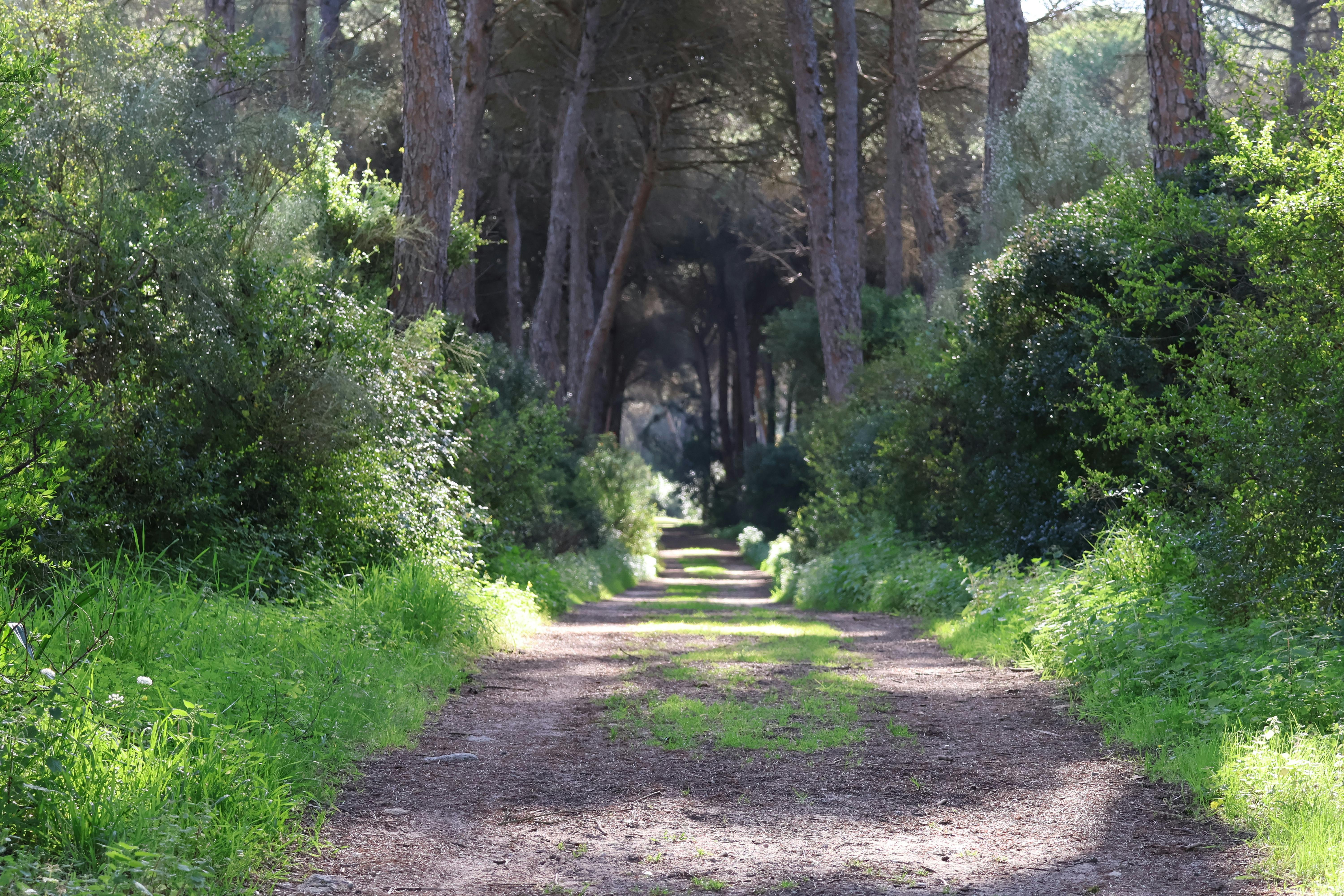Gratuit Sentier paisible entouré d'une végétation luxuriante dans la pinède d'El Puerto de Santa María, en Espagne. Photos