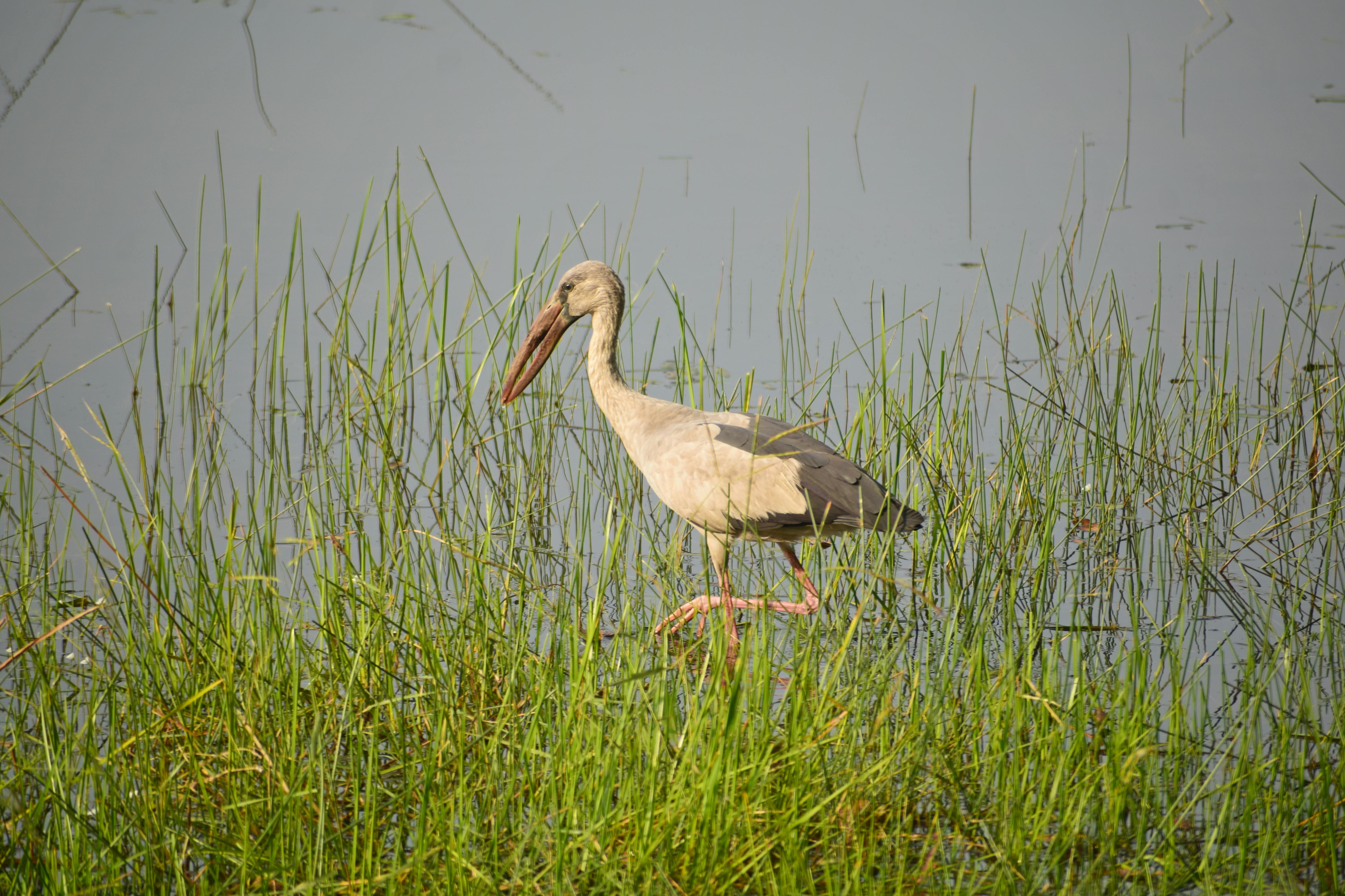Stork gracefully strolling through grassy marshlands, blending into the natural habitat.