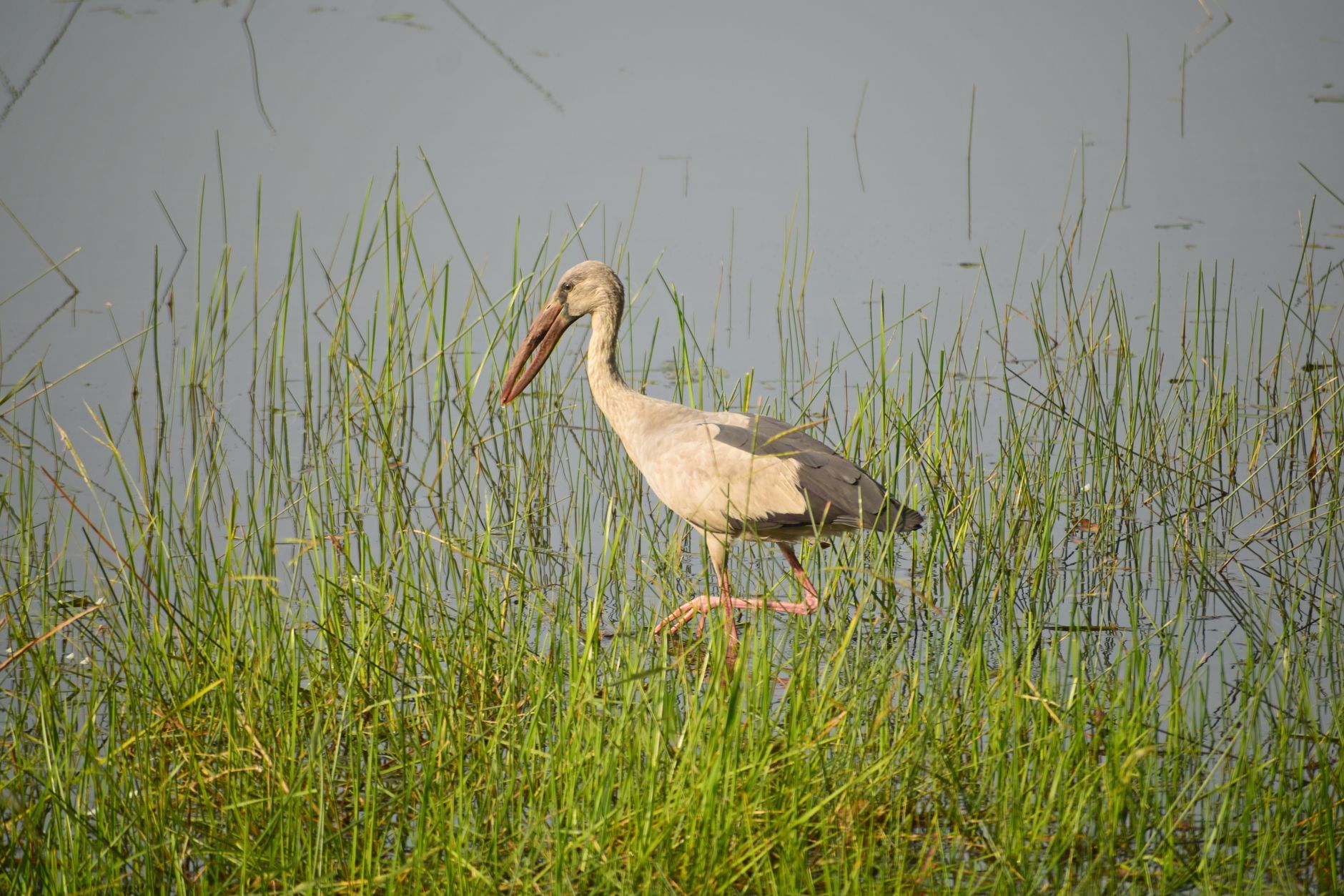 Stork gracefully strolling through grassy marshlands, blending into the natural habitat.