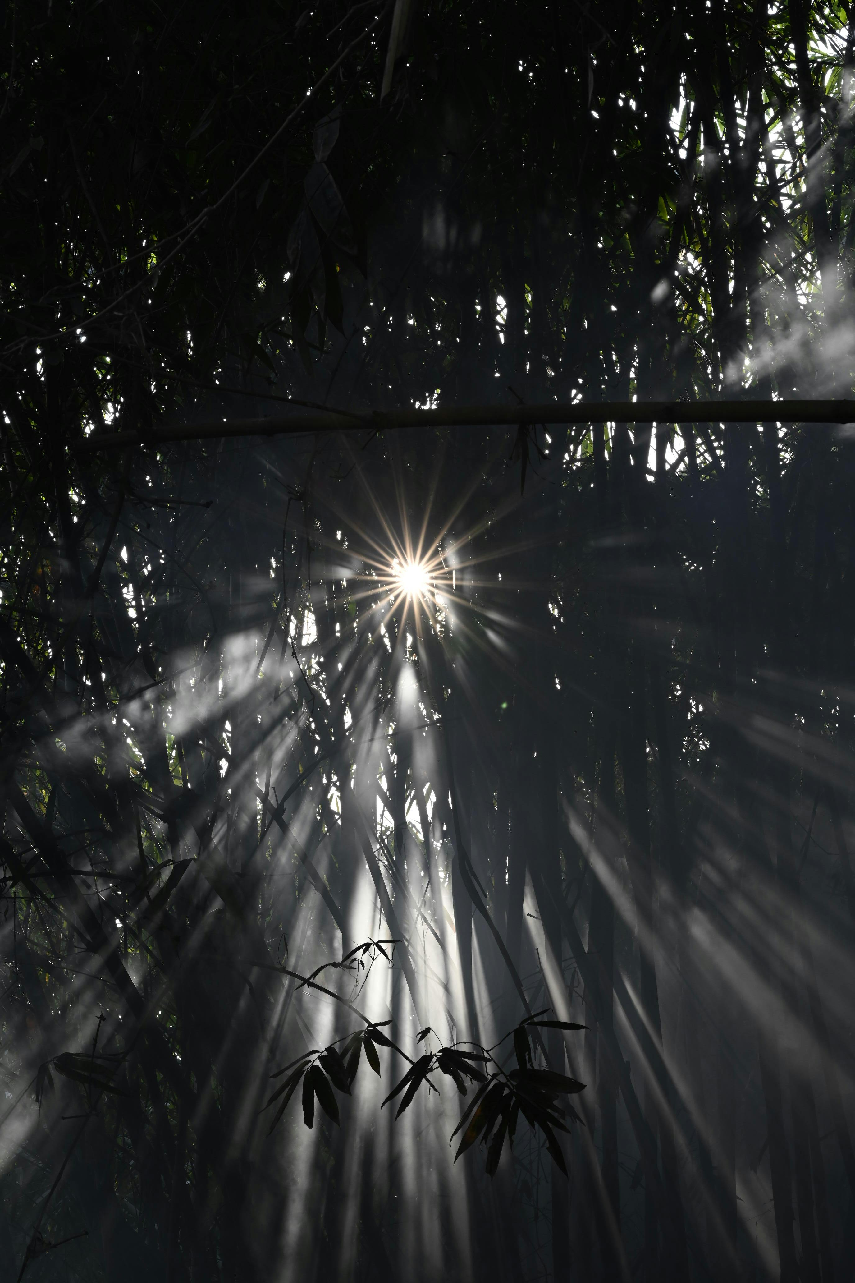 Kostenlos Dramatische Sonnenstrahlen, die durch ein dichtes Blätterdach des Waldes dringen und mystische Schatten erzeugen. Stock-Foto
