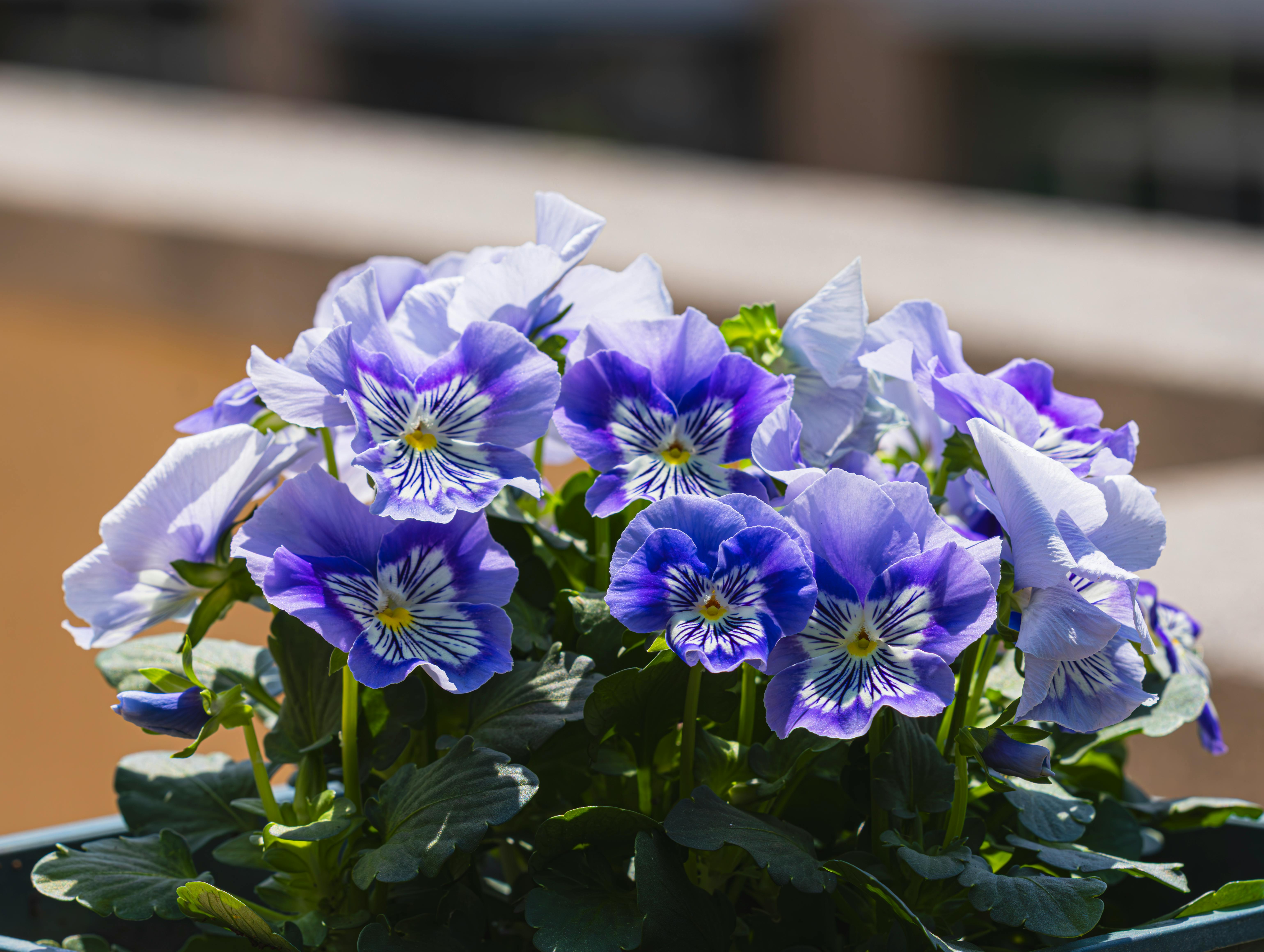 [ColoSach]-close-up-of-vibrant-purple-and-white-pansies-in-sunlight,-showcasing-detailed-petals.