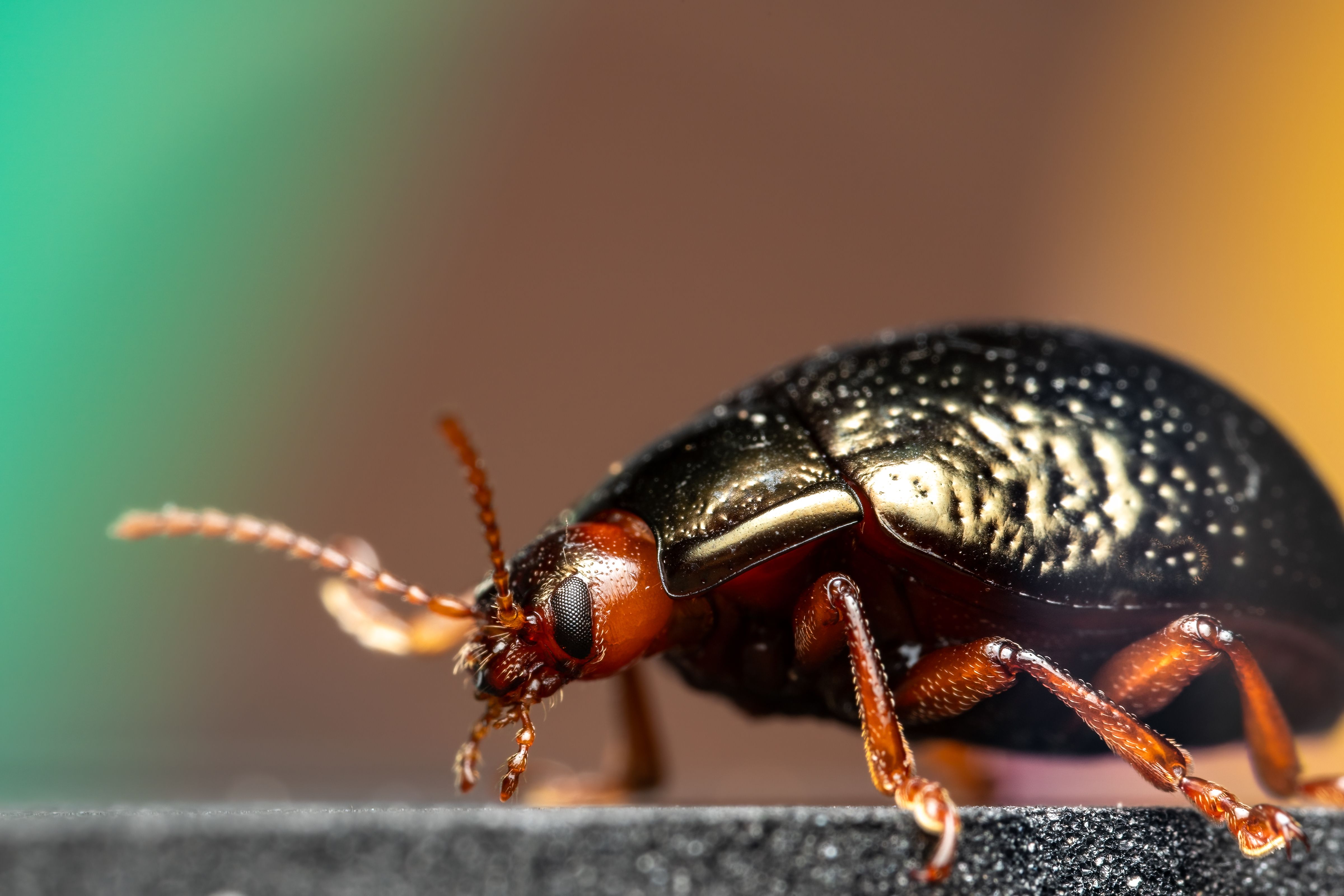 Close-up of a shiny beetle on a surface with a green and brown blurred background.