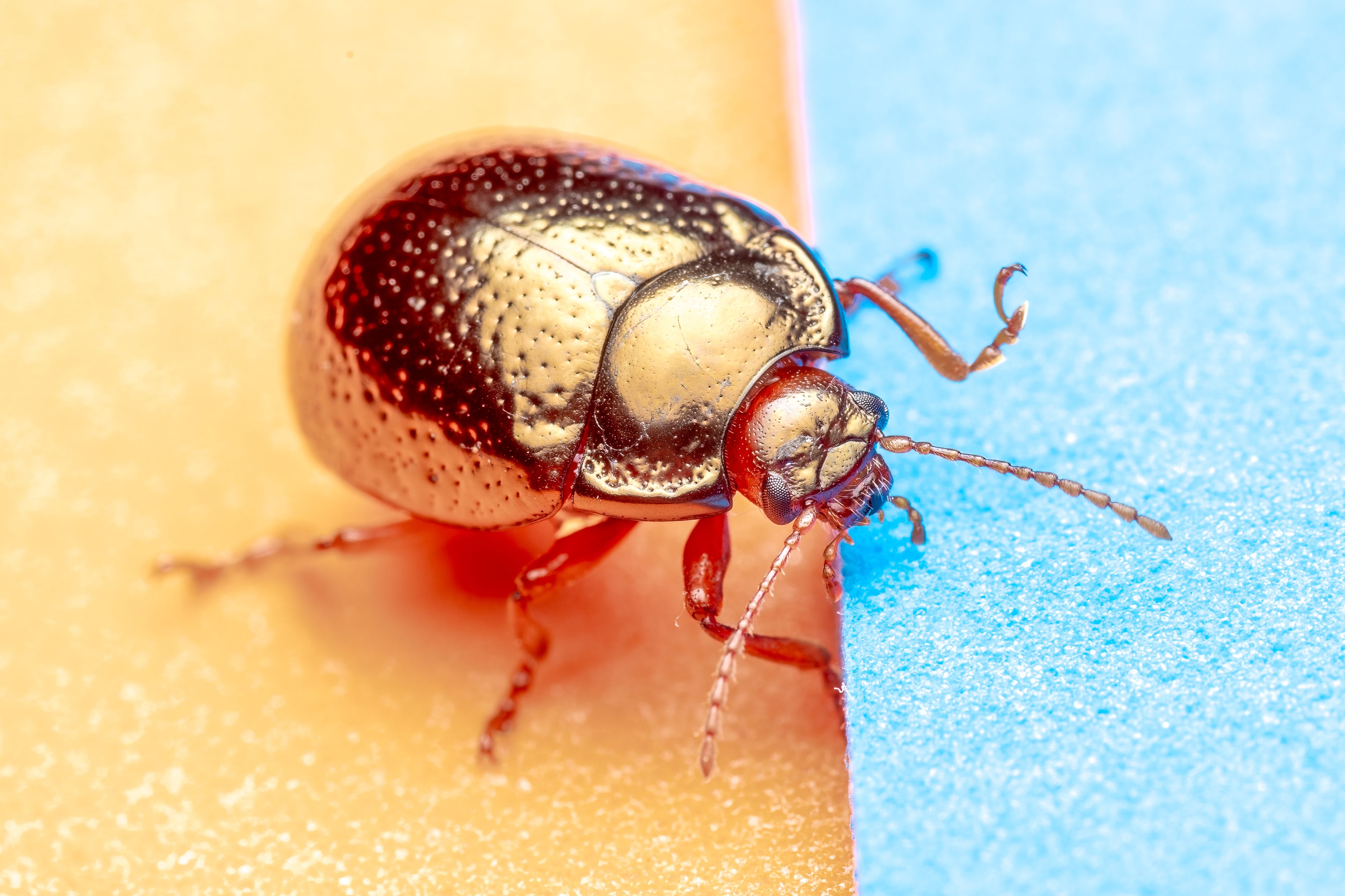 Close-up of a metallic beetle on vibrant surfaces, showcasing its intricate texture and colors.