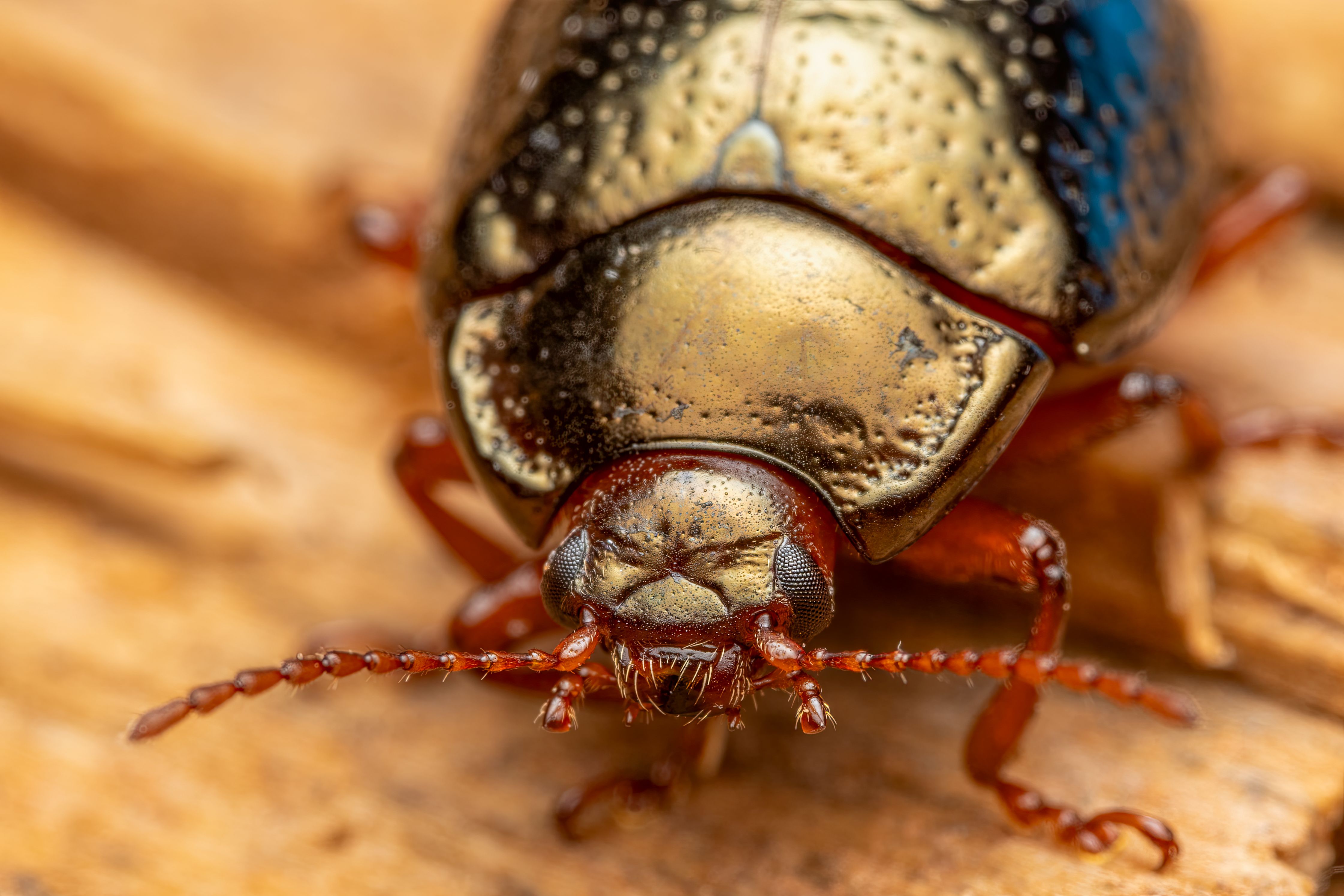 Close-Up of a Metallic Beetle in Valencia · Free Stock Photo