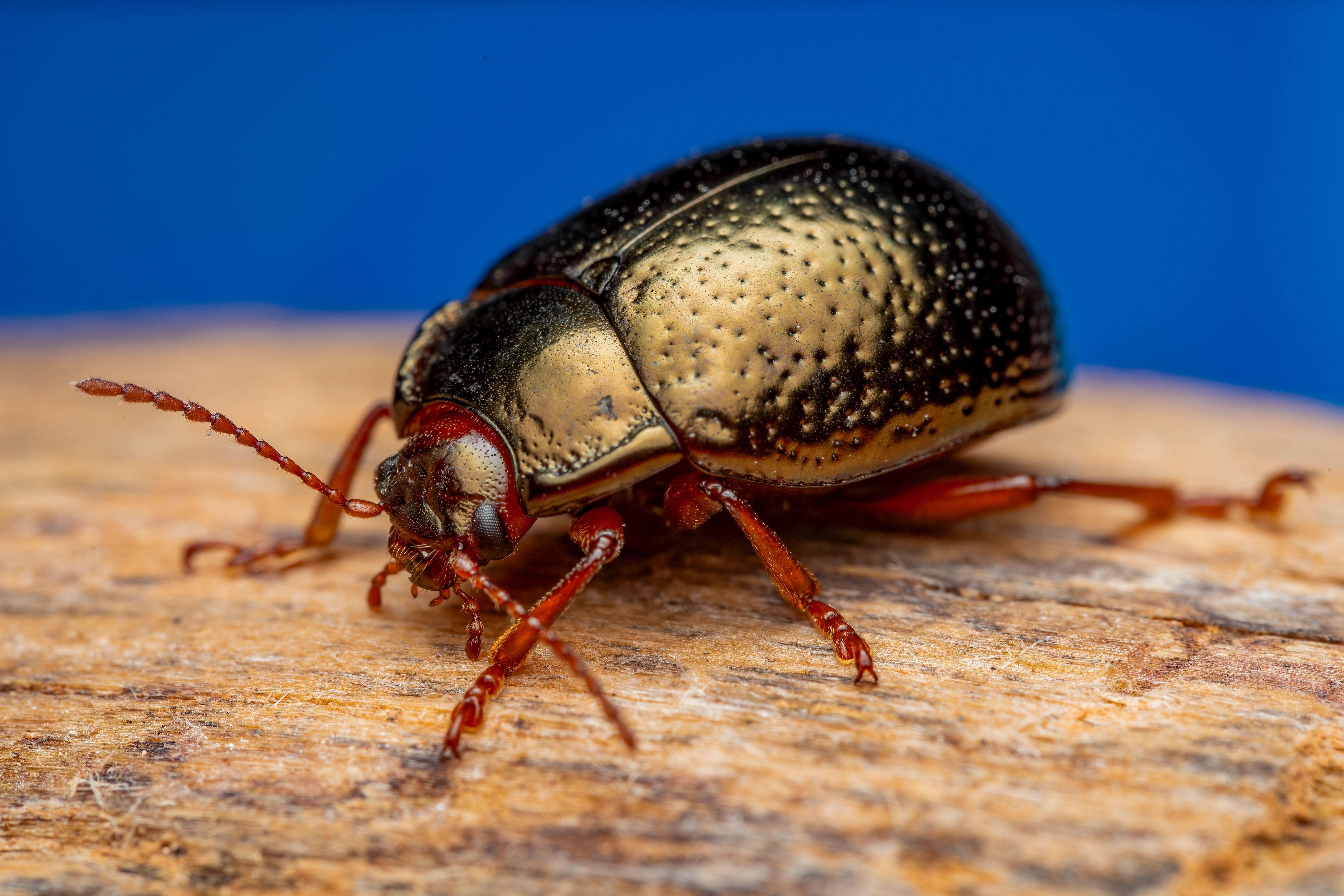 BUG PICTURES TO COLOR