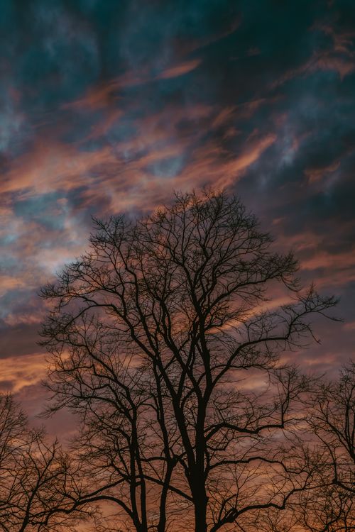 Free Silhouette of bare trees against a vibrant sunset sky with dramatic clouds. Stock Photo