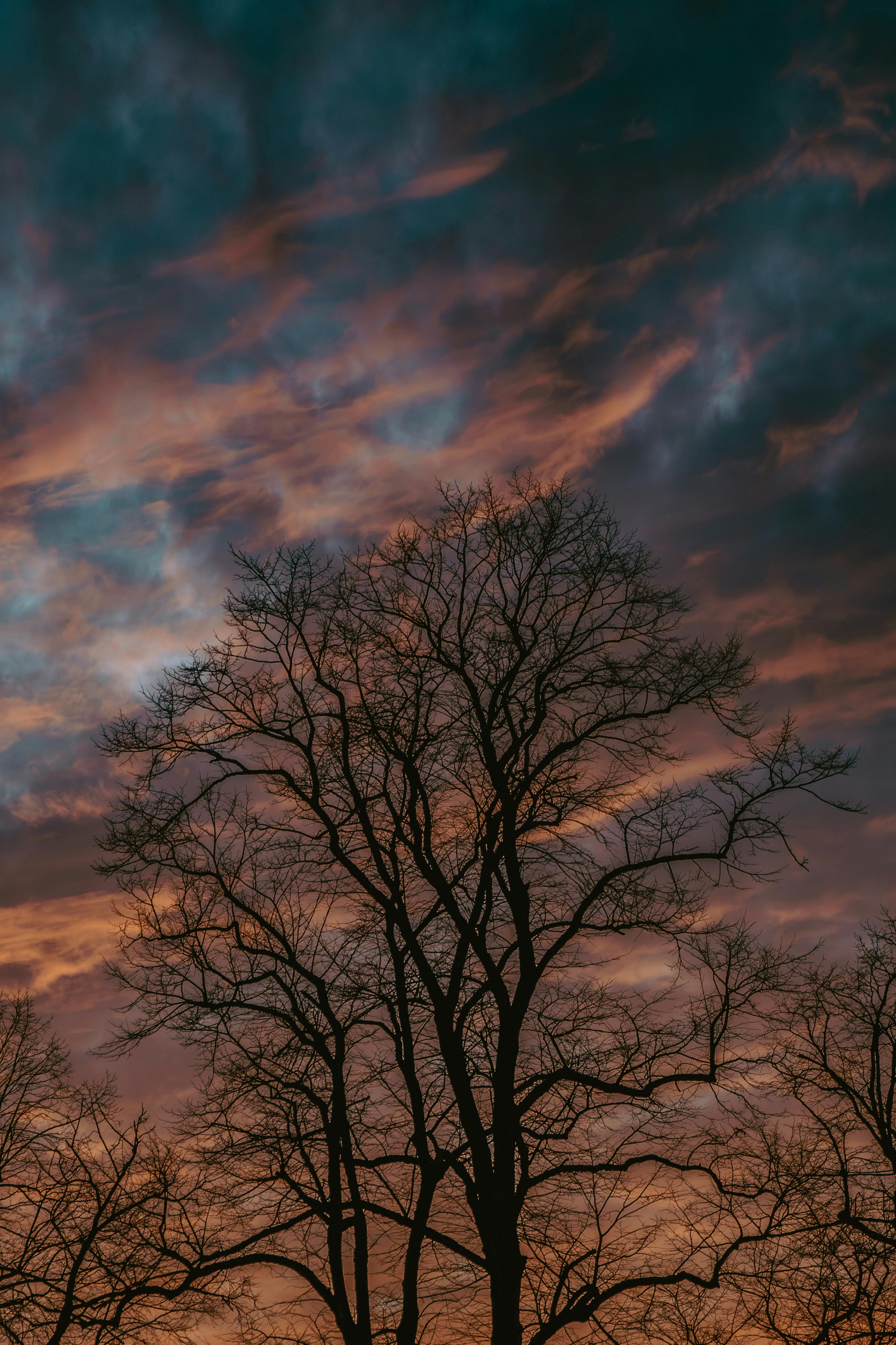 Gratis Silueta de árboles desnudos contra un vibrante cielo al atardecer con nubes dramáticas. Foto de stock