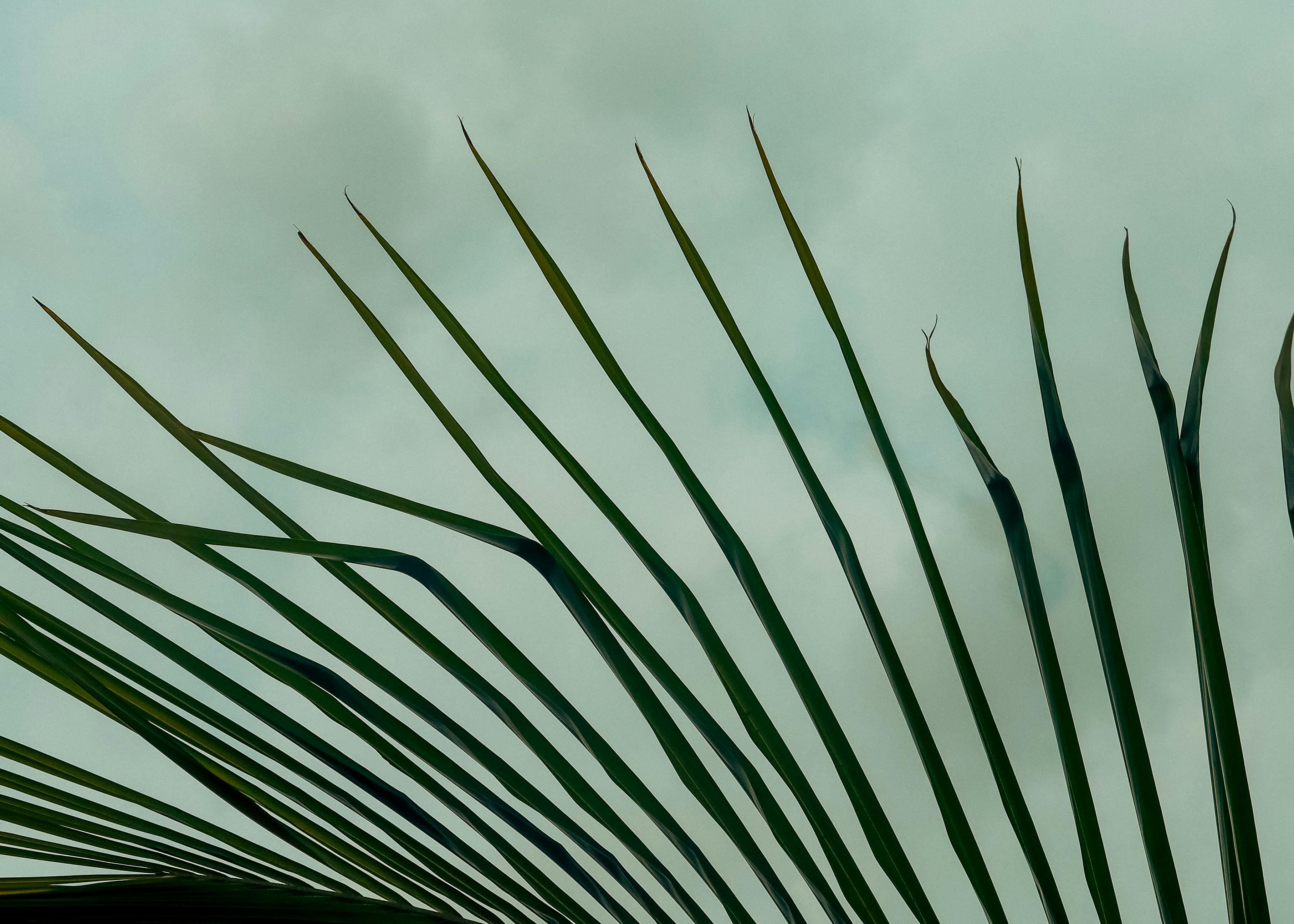 Gratis Captura artística de la silueta de una hoja de palmera contra un cielo nublado, que representa la belleza de la naturaleza. Foto de stock