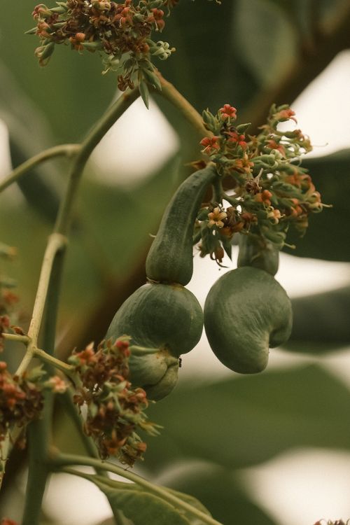 Free Detailed image of young cashew fruits growing on a tree branch with green leaves in the background. Stock Photo