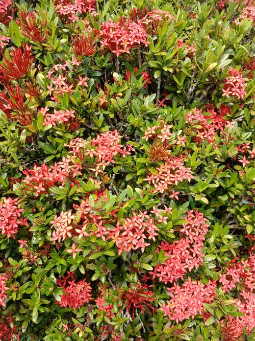 Free A vibrant display of Ixora flowers blooming with lush green leaves, showcasing nature's beauty. Stock Photo