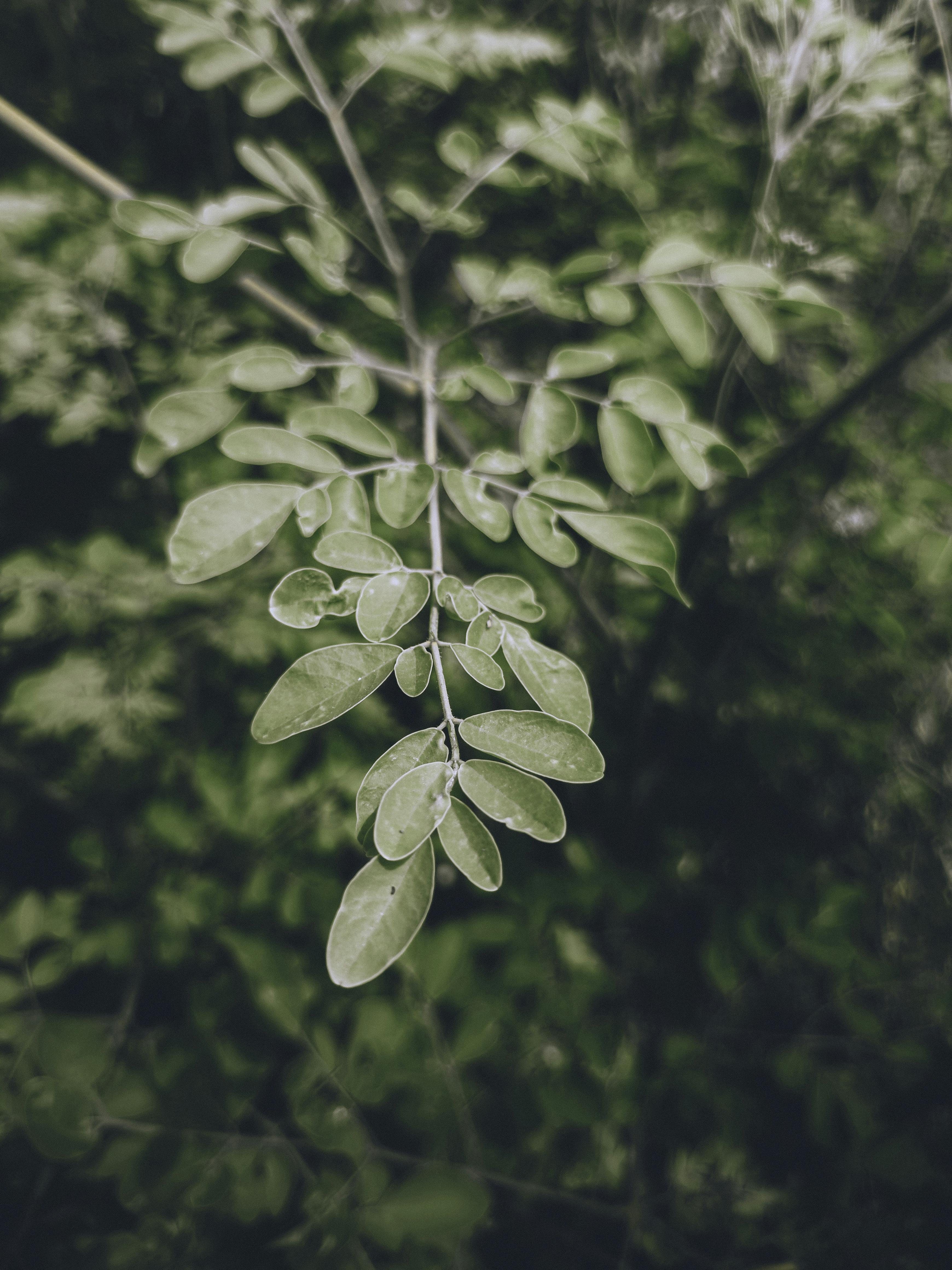Gratis Immagine dettagliata di foglie di moringa con gocce di rugiada, che mette in risalto la freschezza e il verde naturali. Foto a disposizione
