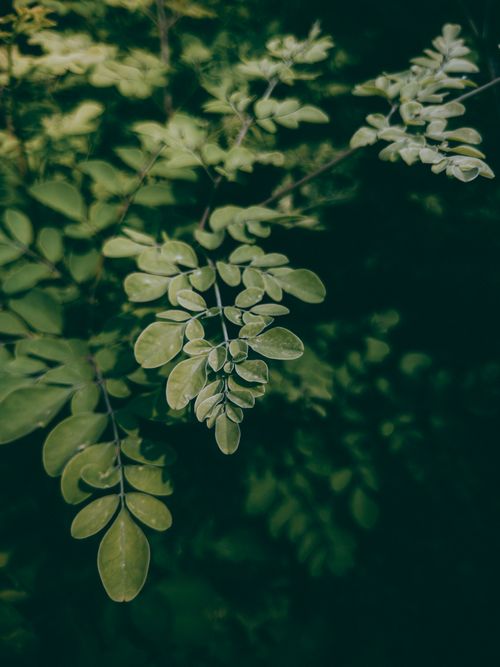Free Close-up of lush green leaves in natural lighting, showcasing vibrant foliage. Stock Photo