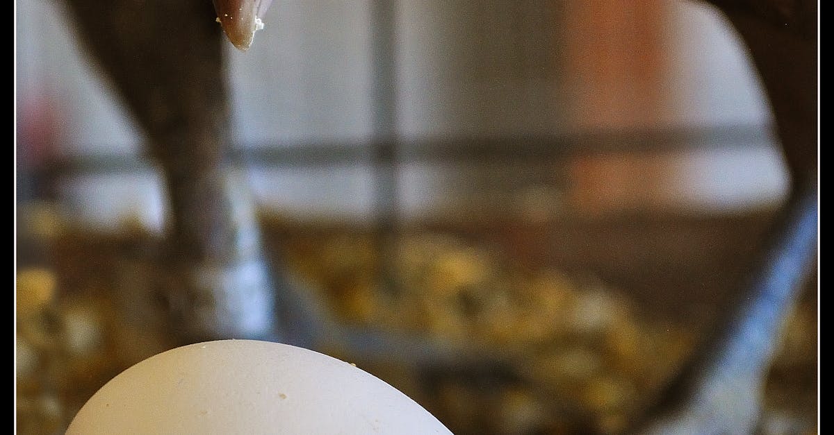 Free stock photo of chicken, cute, egg
