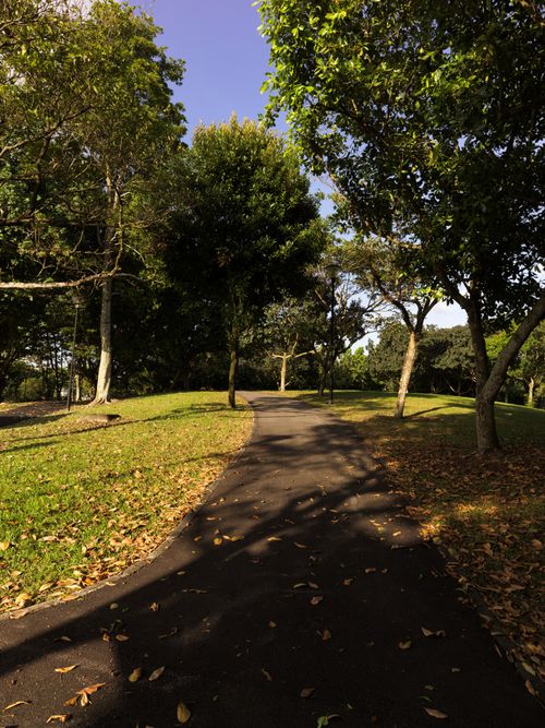 Free A sunlit pathway in a park with trees and autumn leaves, showcasing nature's tranquility. Stock Photo