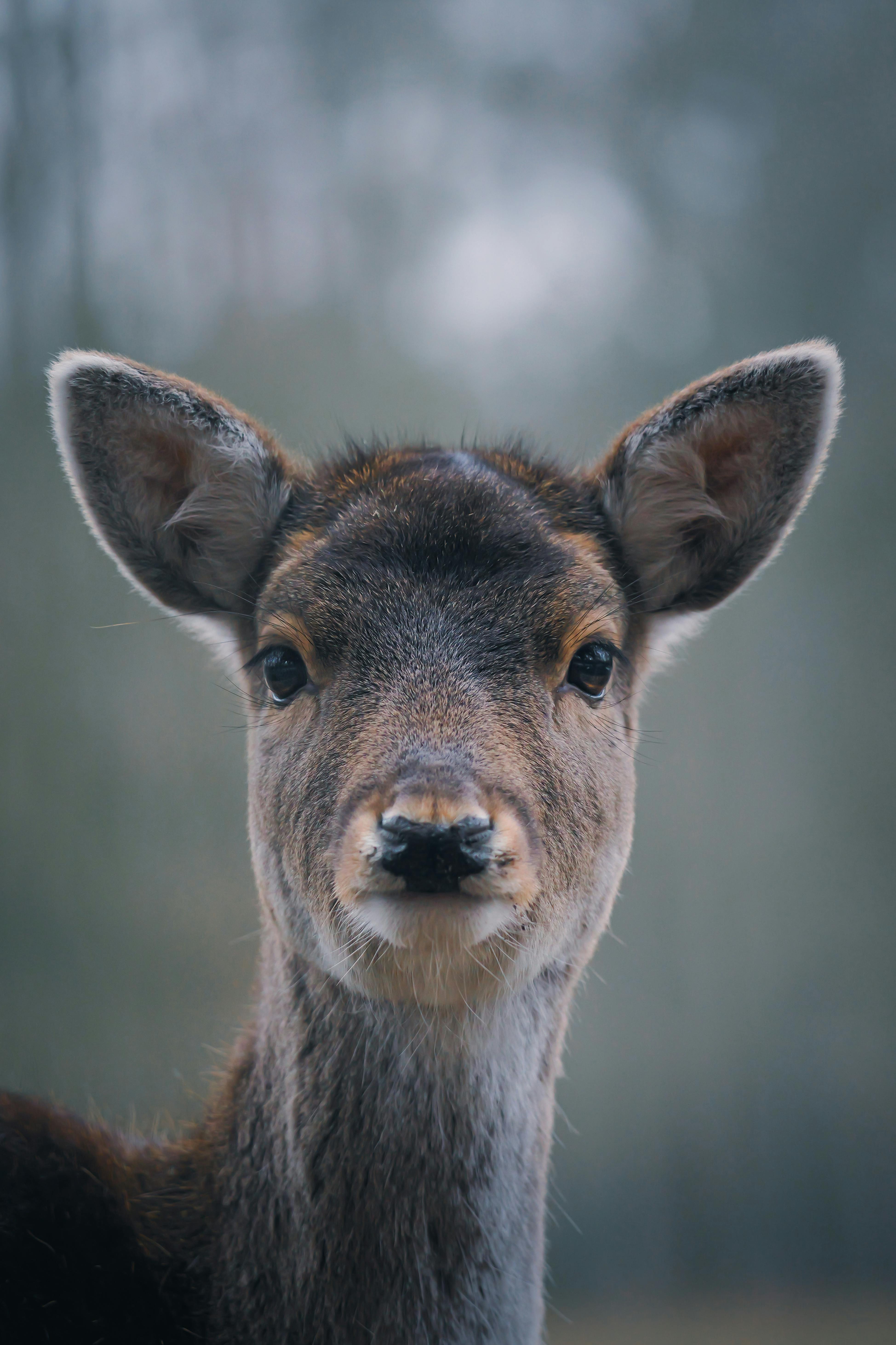 Gratis Retrato en primer plano de un cervatillo con fondo suave, capturado al aire libre en la naturaleza. Foto de stock