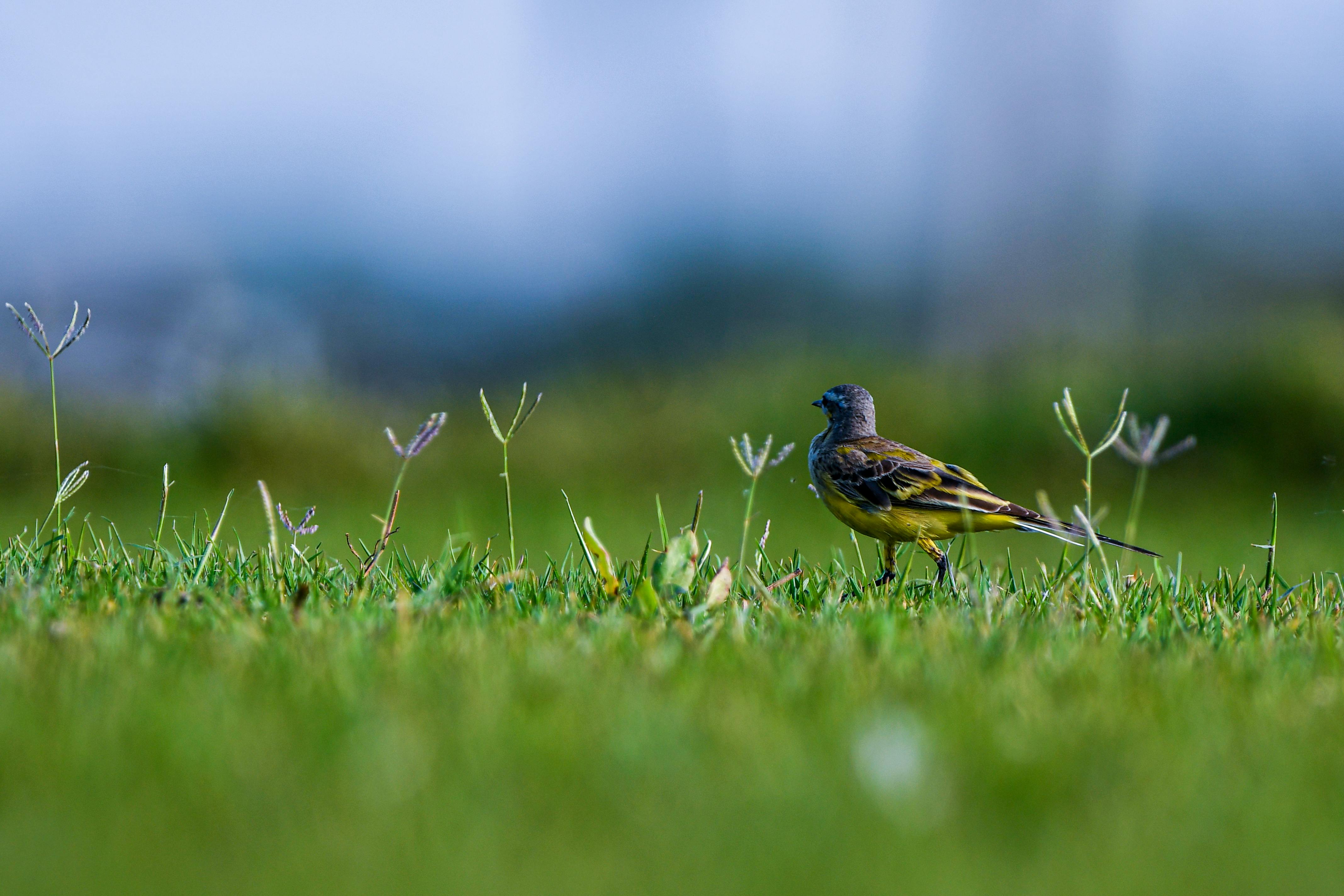Gratuit O pasăre galben strălucitor stă grațioasă pe un câmp acoperit de iarbă, printre flori sălbatice, în timpul zilei. Fotografie de stoc