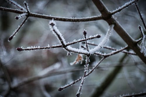 Free Detailed image of frost-covered branches in a winter forest setting. Stock Photo