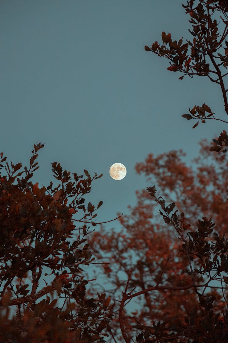 Full Moon Over The Tree