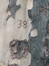 Carved Number 38 on Tree Bark