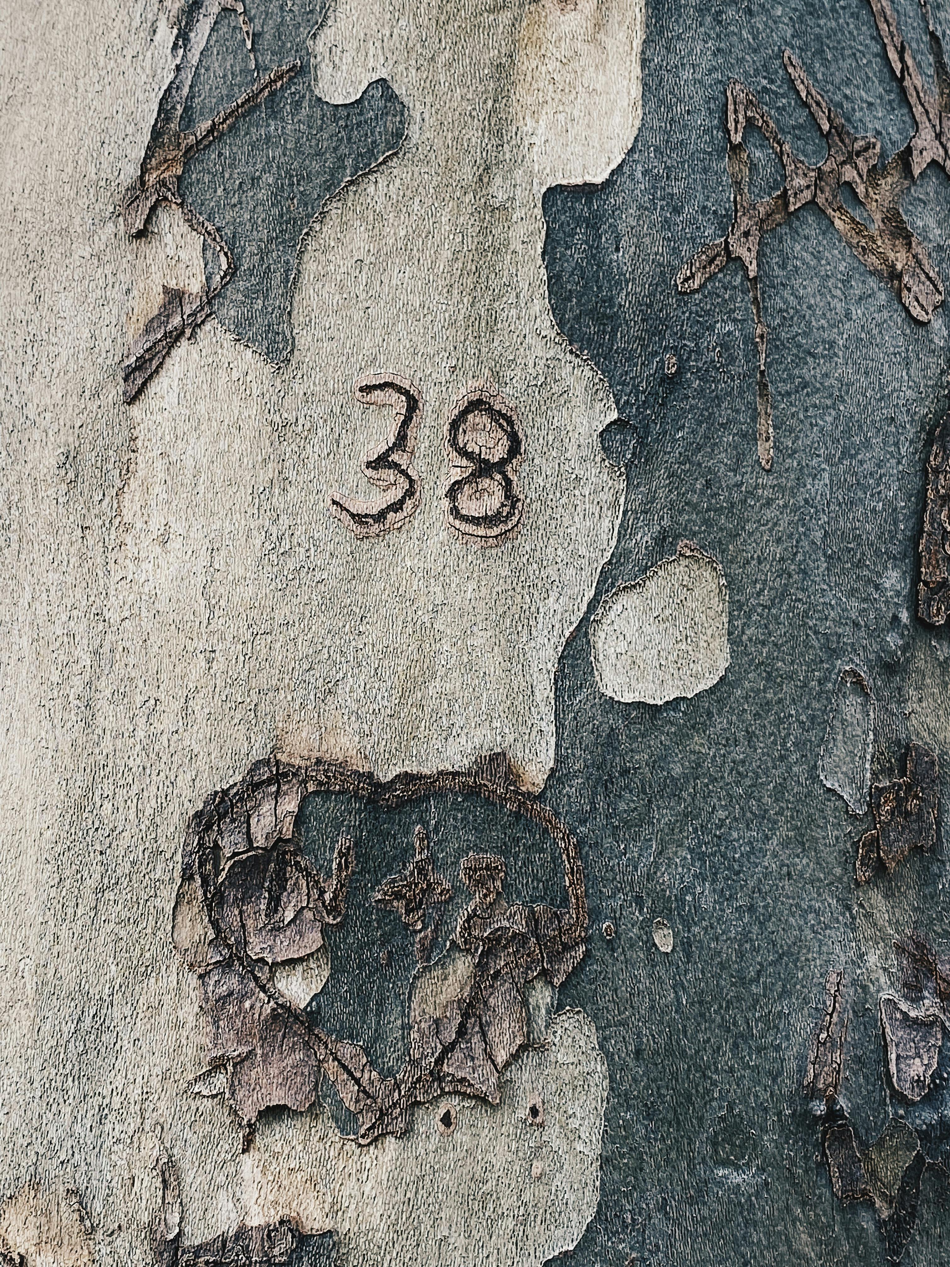 Carved Number 38 on Tree Bark