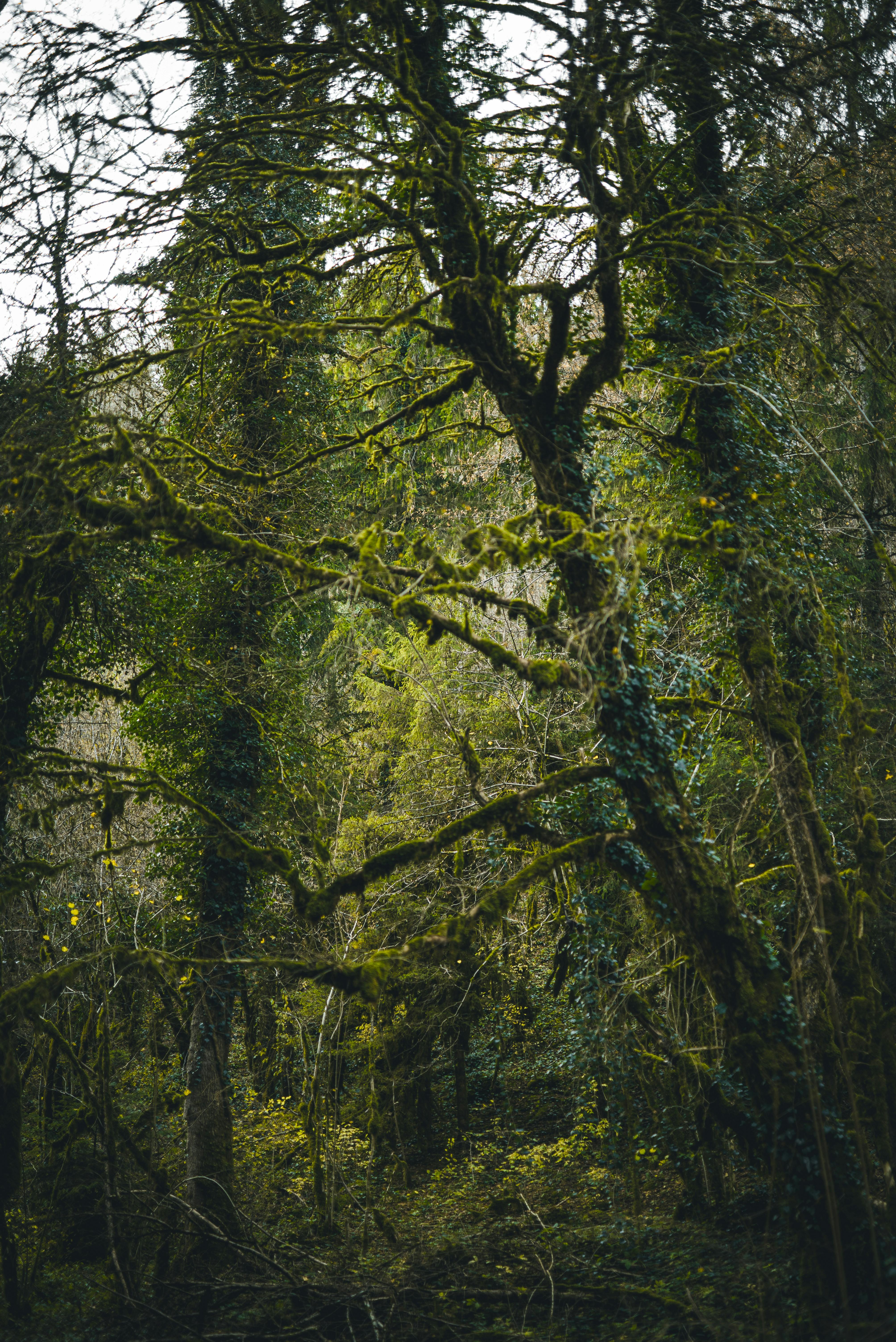 Free Dense forest scene with moss-covered trees creating a mysterious atmosphere. Stock Photo