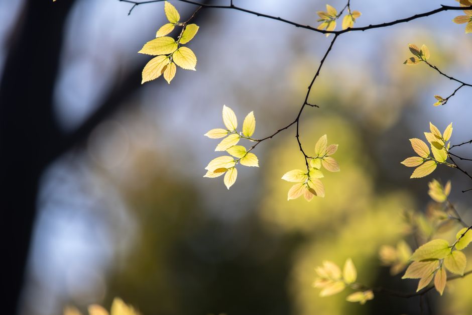 Bright green leaves illuminated by sunlight, creating a serene and fresh spring vibe.