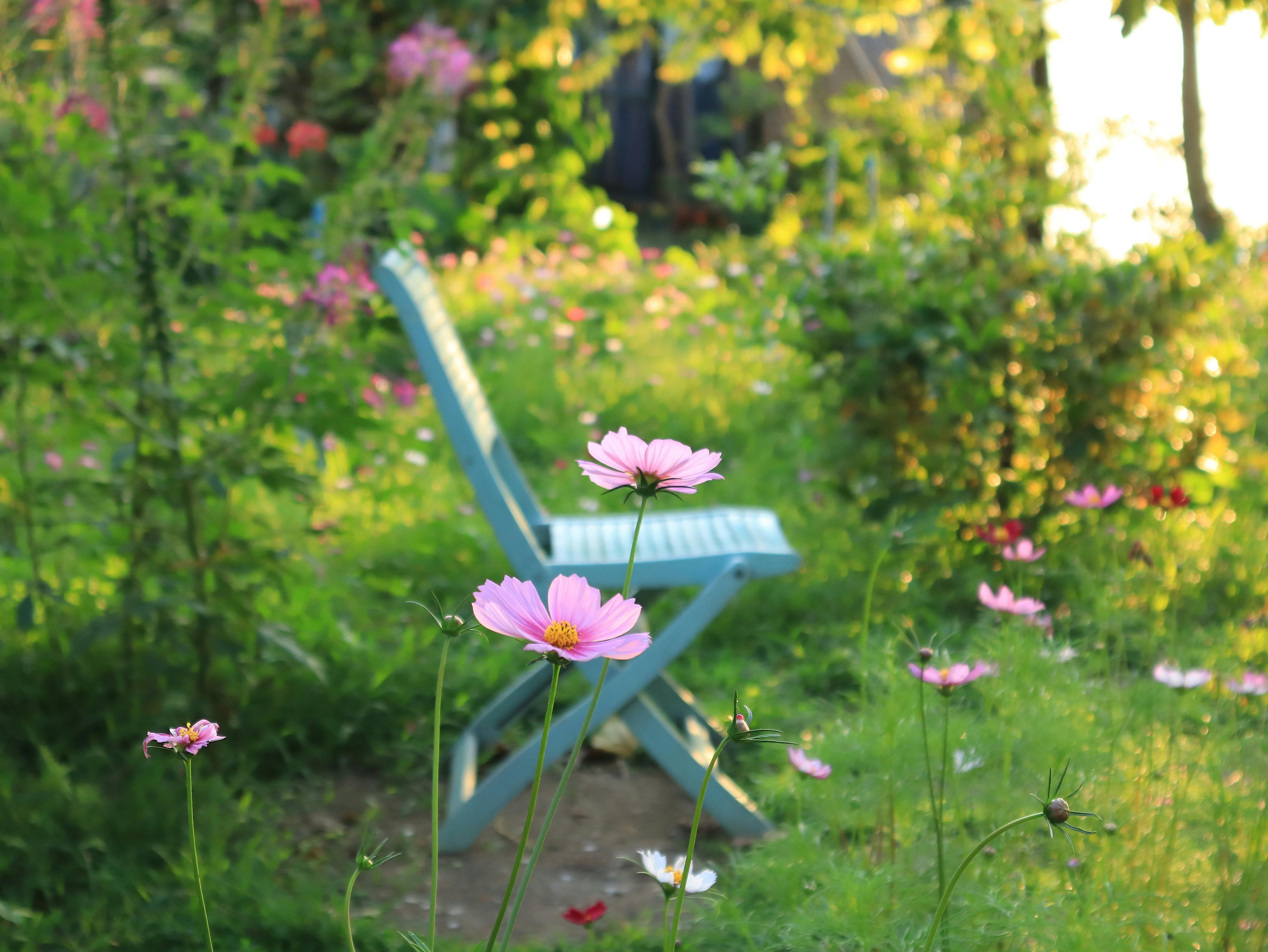 Chaos Gardening: A Laid-Back Way to Garden — Photo by Hang Thu on Pexels